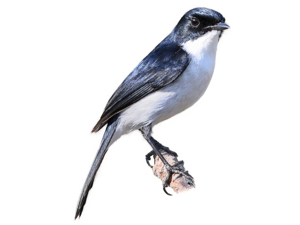 A photo of a Jerdon's Bush Chat (Saxicola jerdoni), male