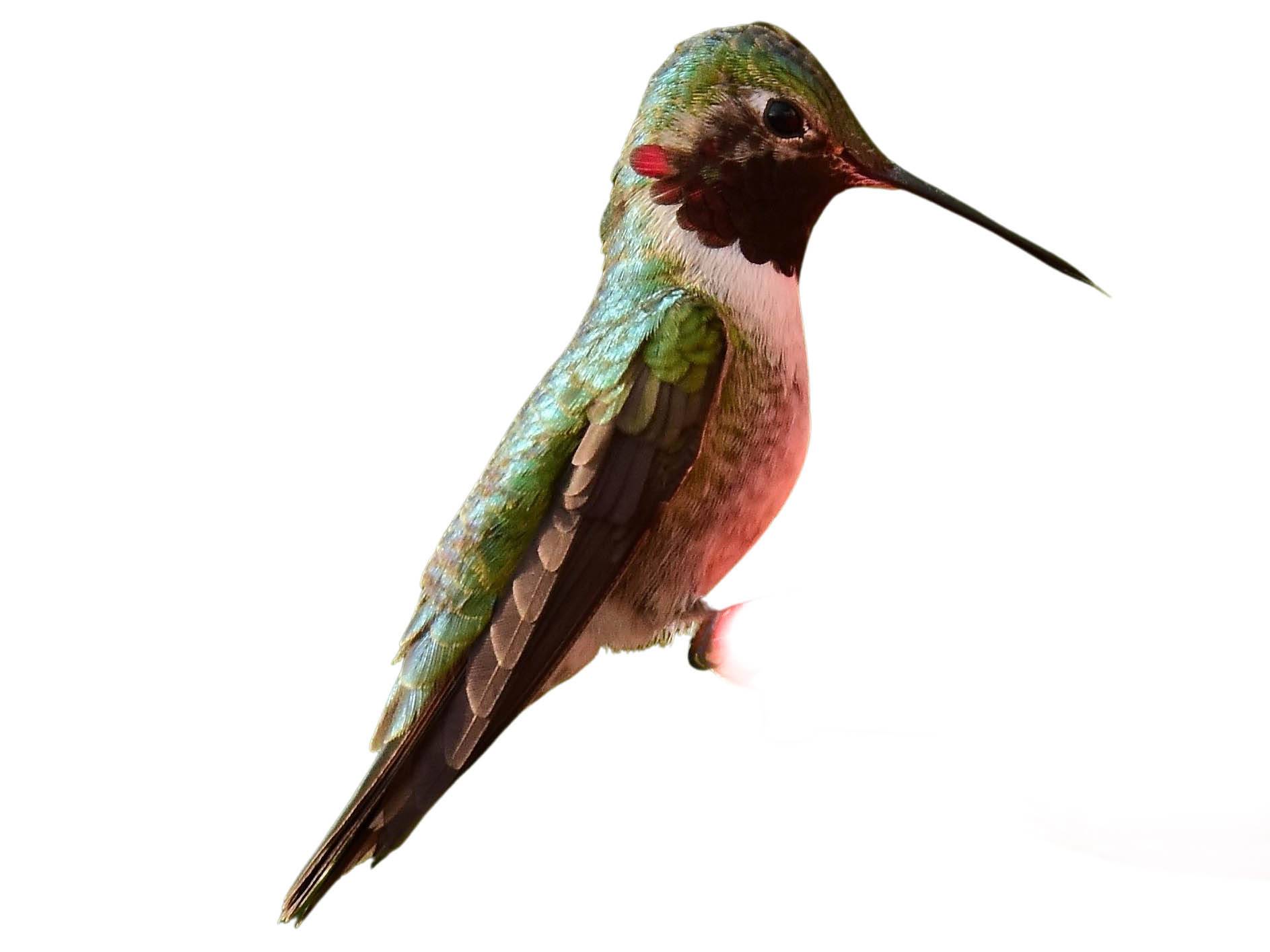 A photo of a Broad-tailed Hummingbird (Selasphorus platycercus), male