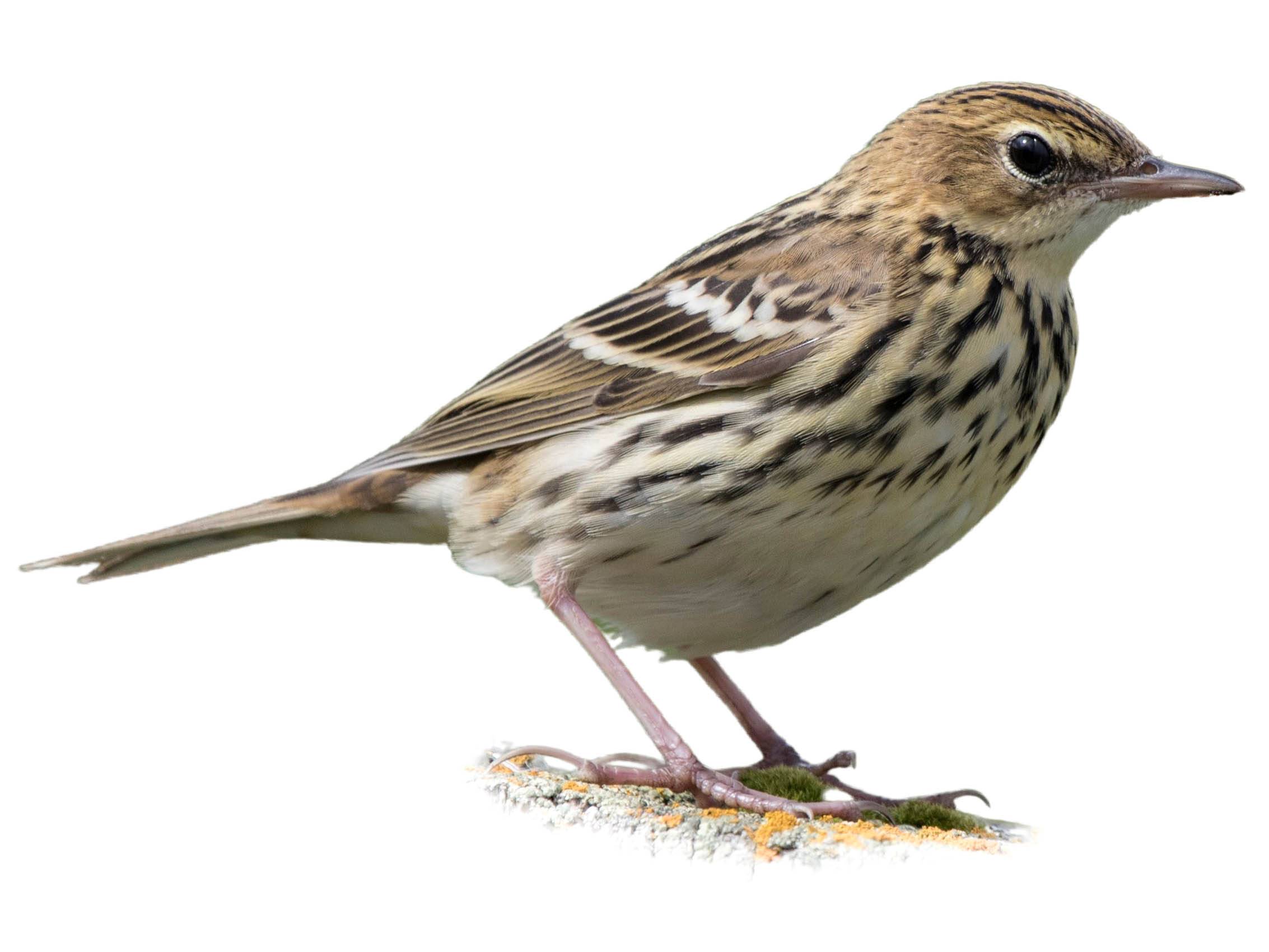 A photo of a Pechora Pipit (Anthus gustavi)