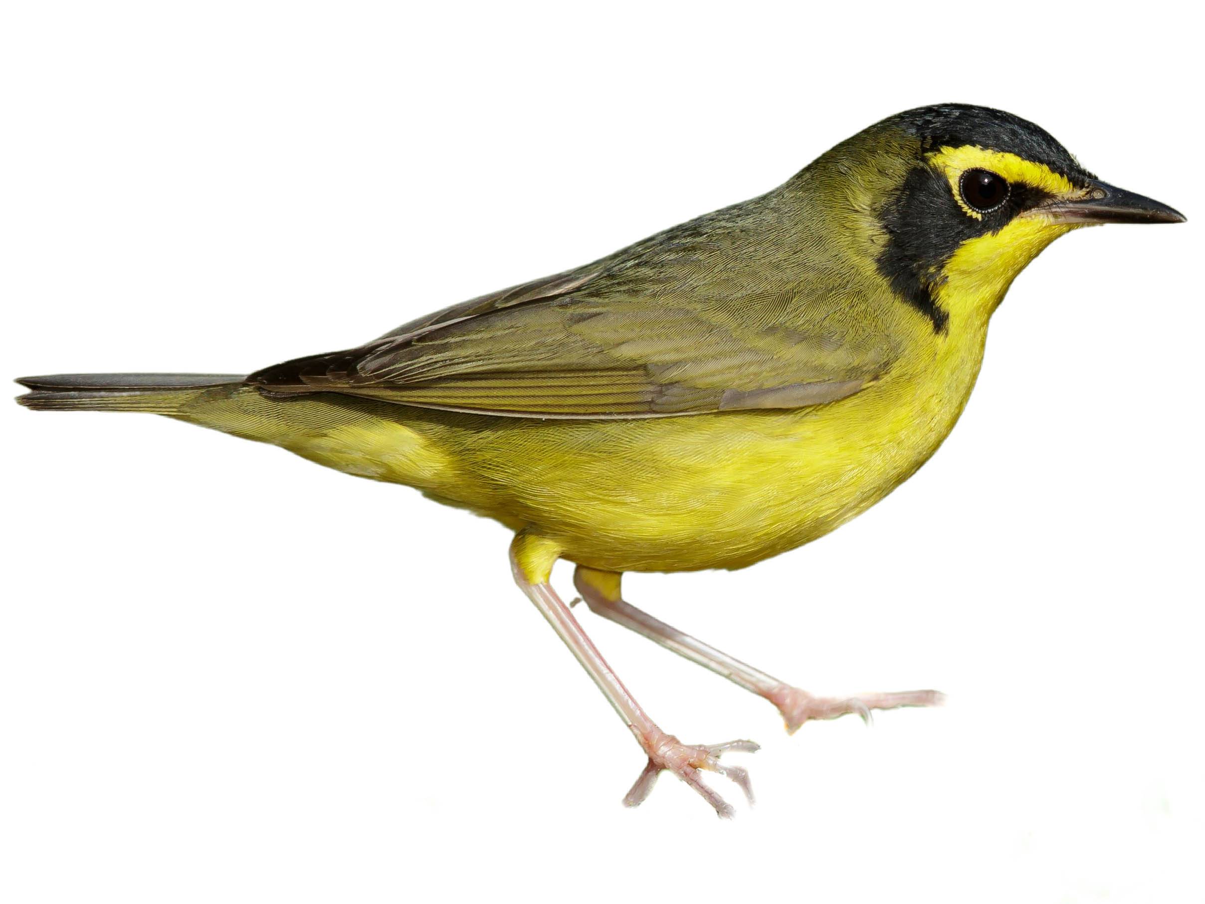 A photo of a Kentucky Warbler (Geothlypis formosa), male