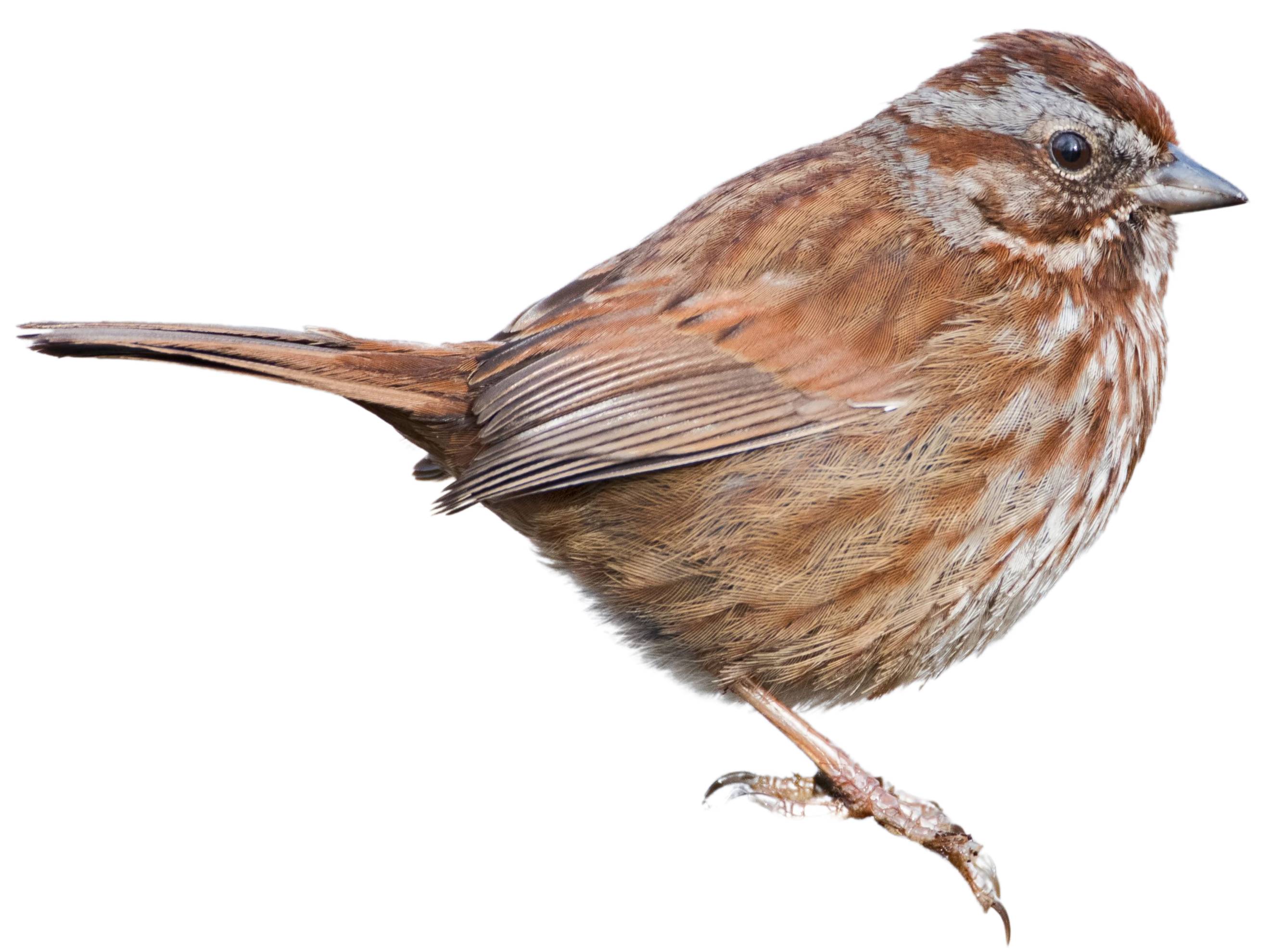 A photo of a Song Sparrow (Melospiza melodia)