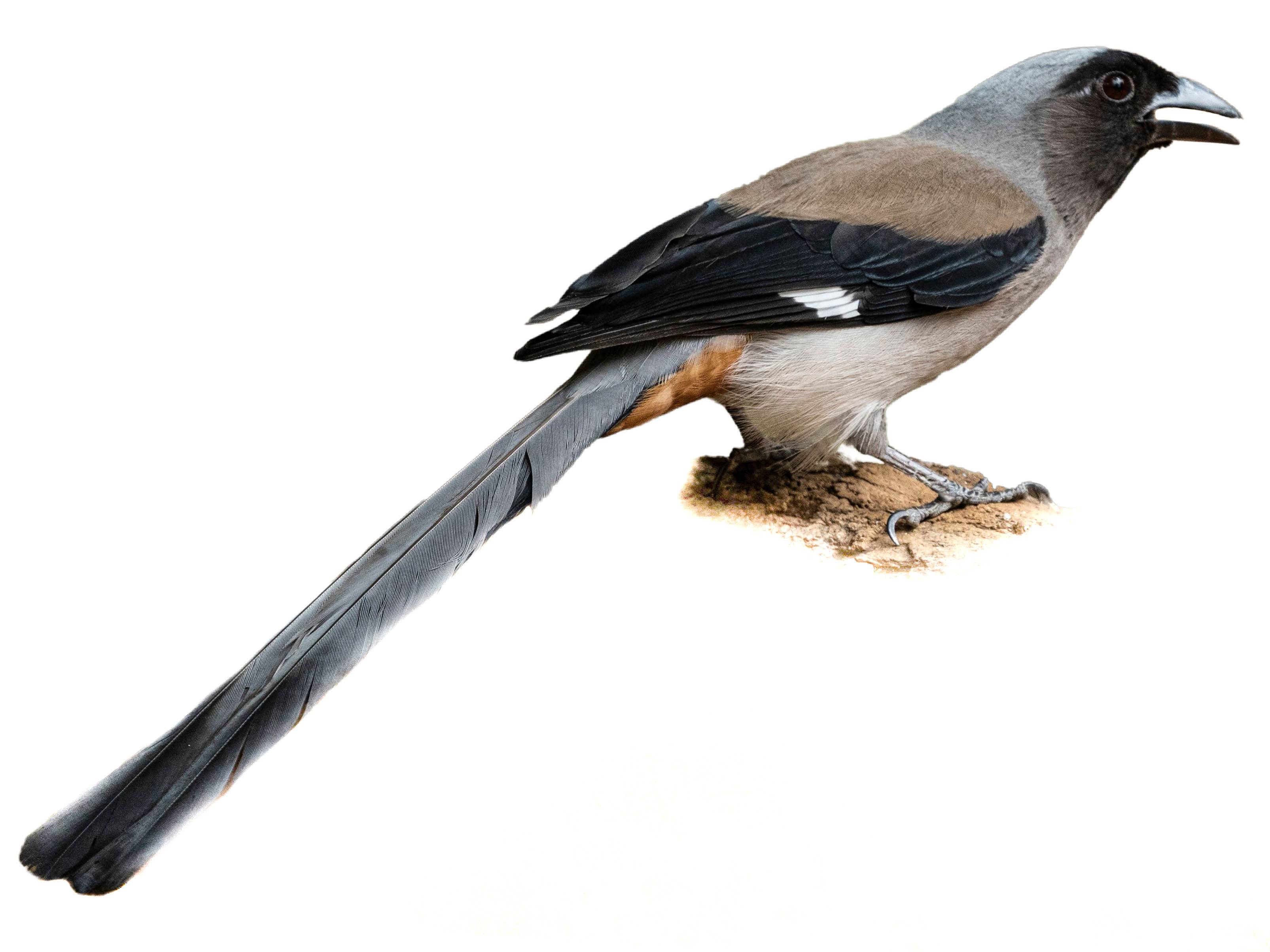 A photo of a Grey Treepie (Dendrocitta formosae)