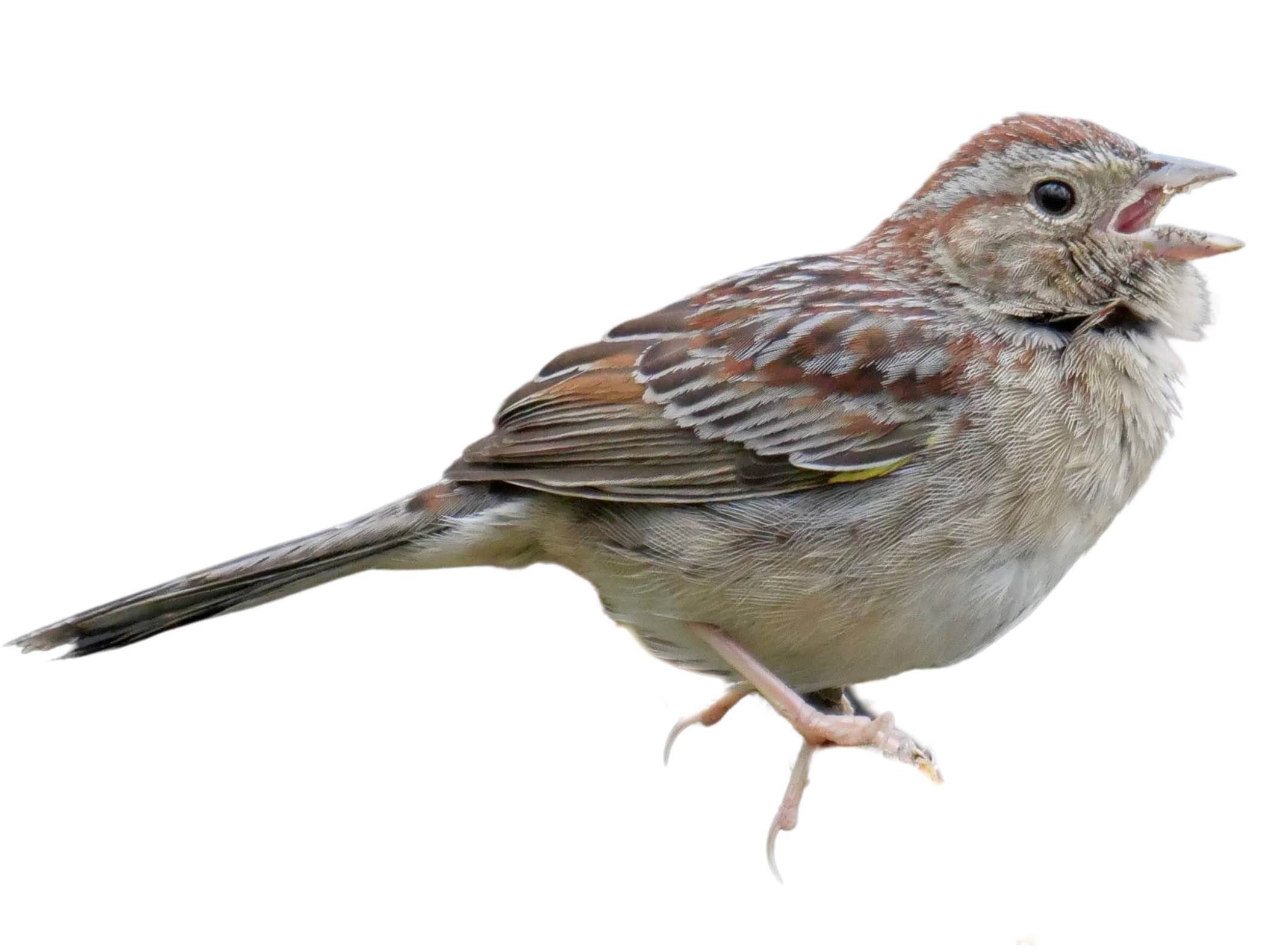 A photo of a Bachman's Sparrow (Peucaea aestivalis)