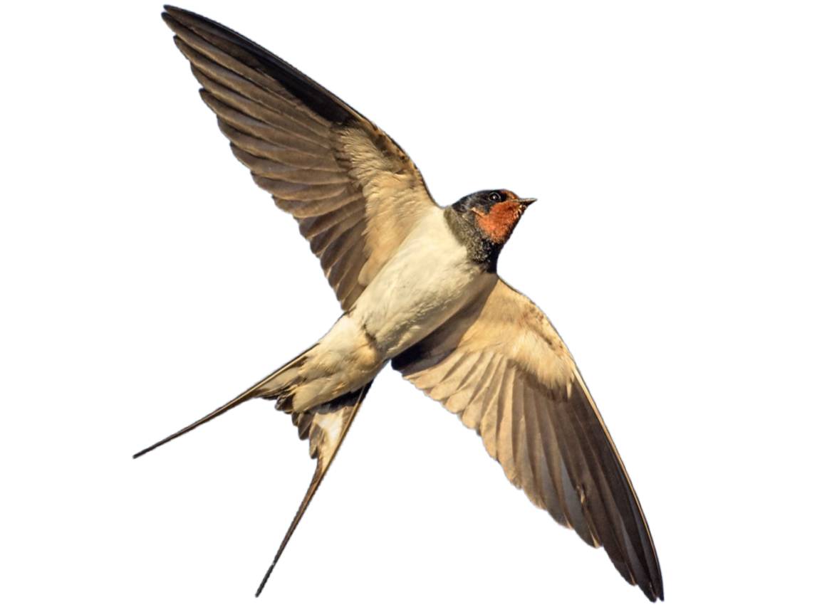 A photo of a Barn Swallow (Hirundo rustica)