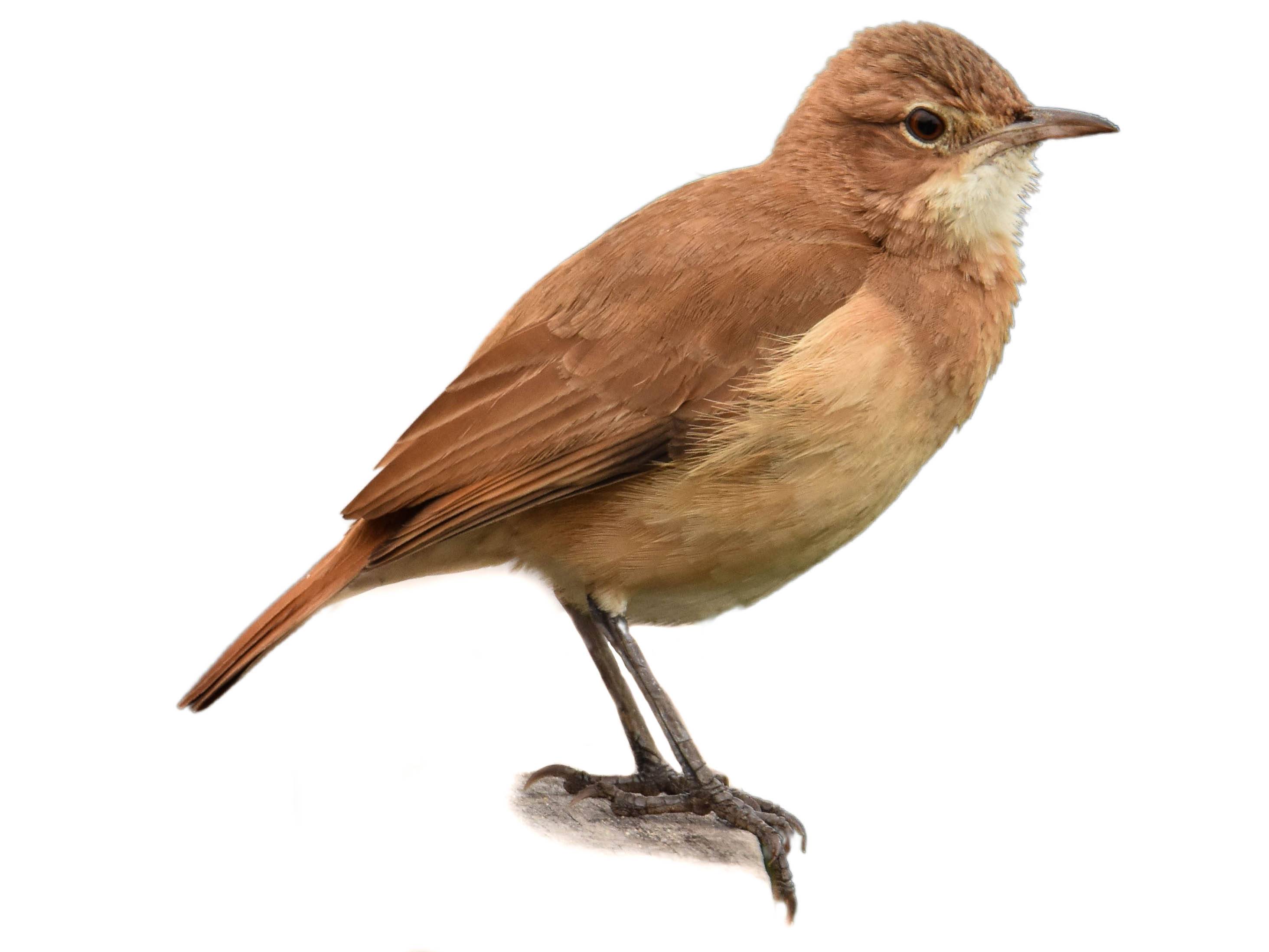 A photo of a Rufous Hornero (Furnarius rufus)