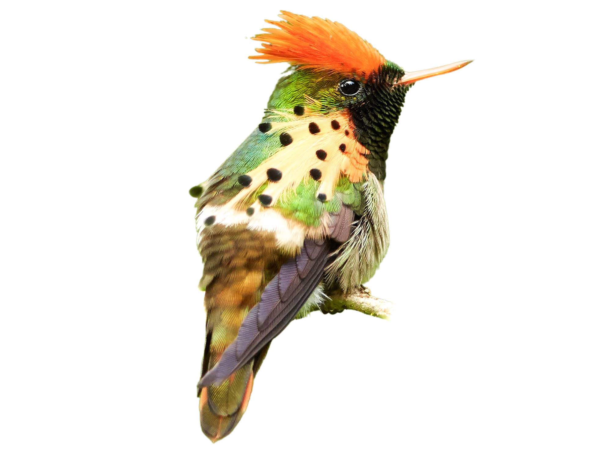 A photo of a Tufted Coquette (Lophornis ornatus), male