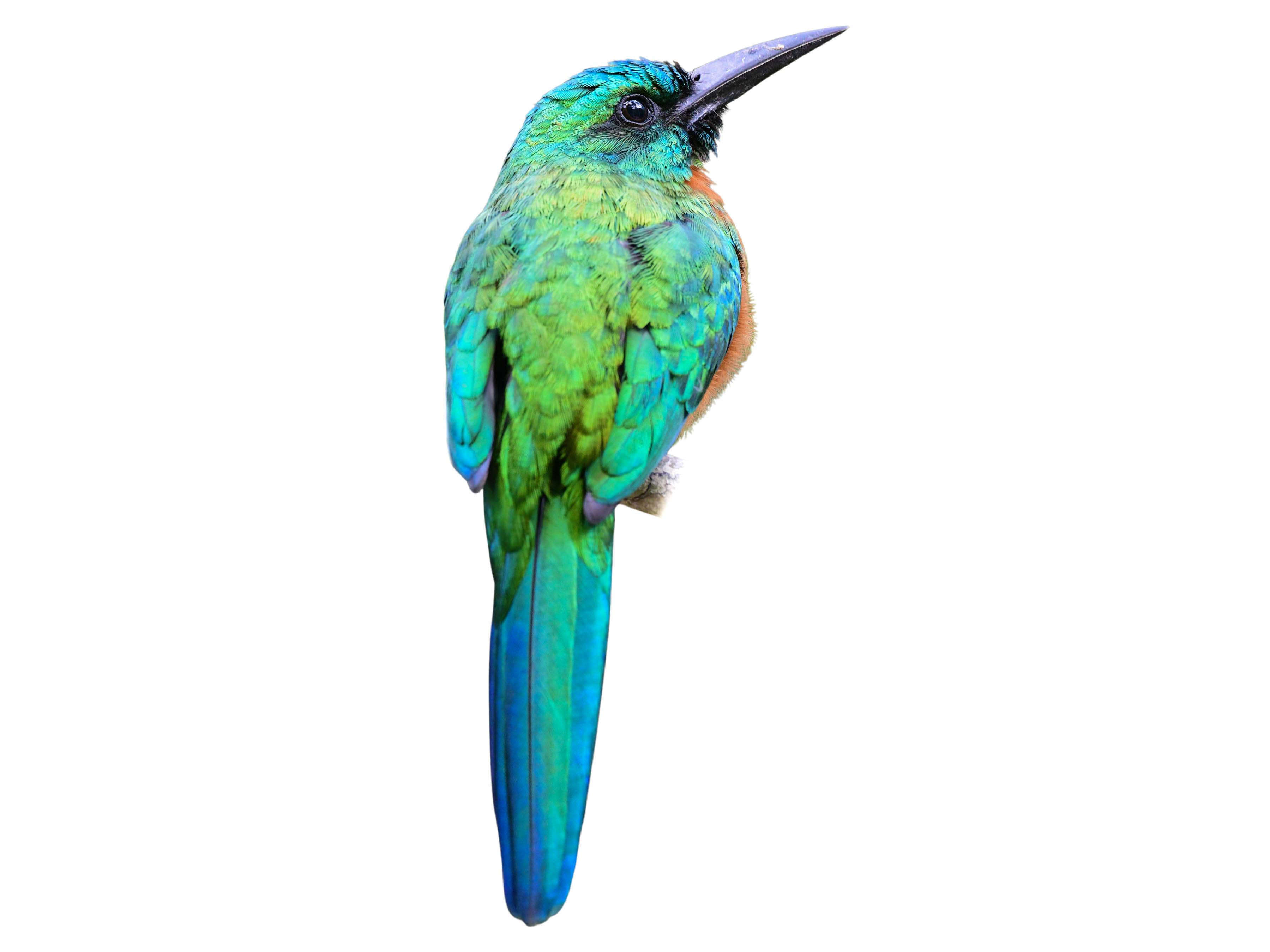 A photo of a Great Jacamar (Jacamerops aureus)