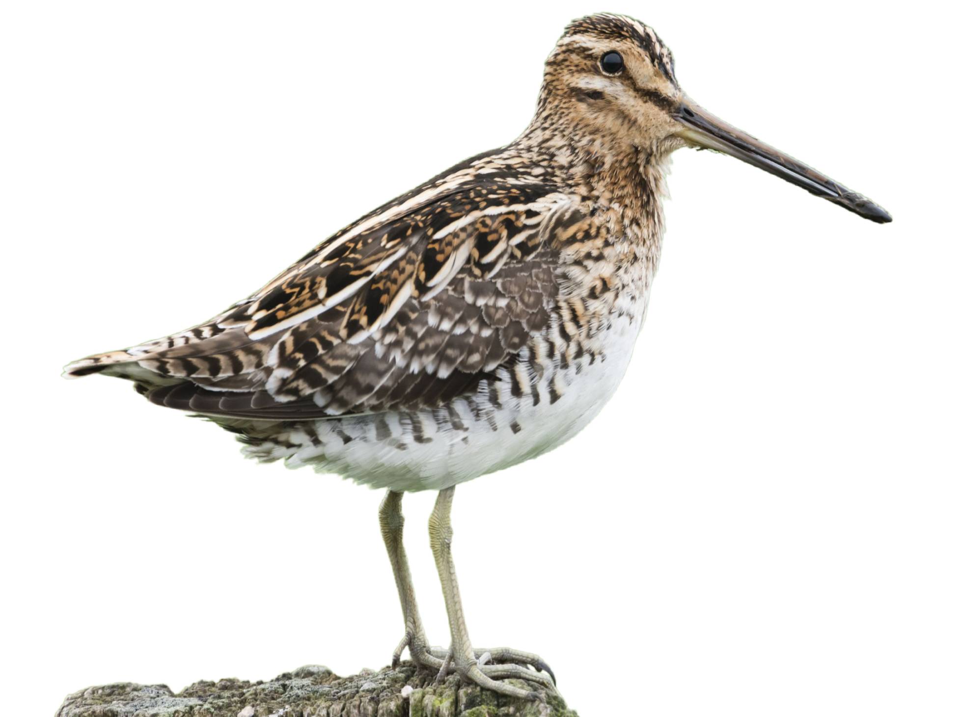 A photo of a Common Snipe (Gallinago gallinago)