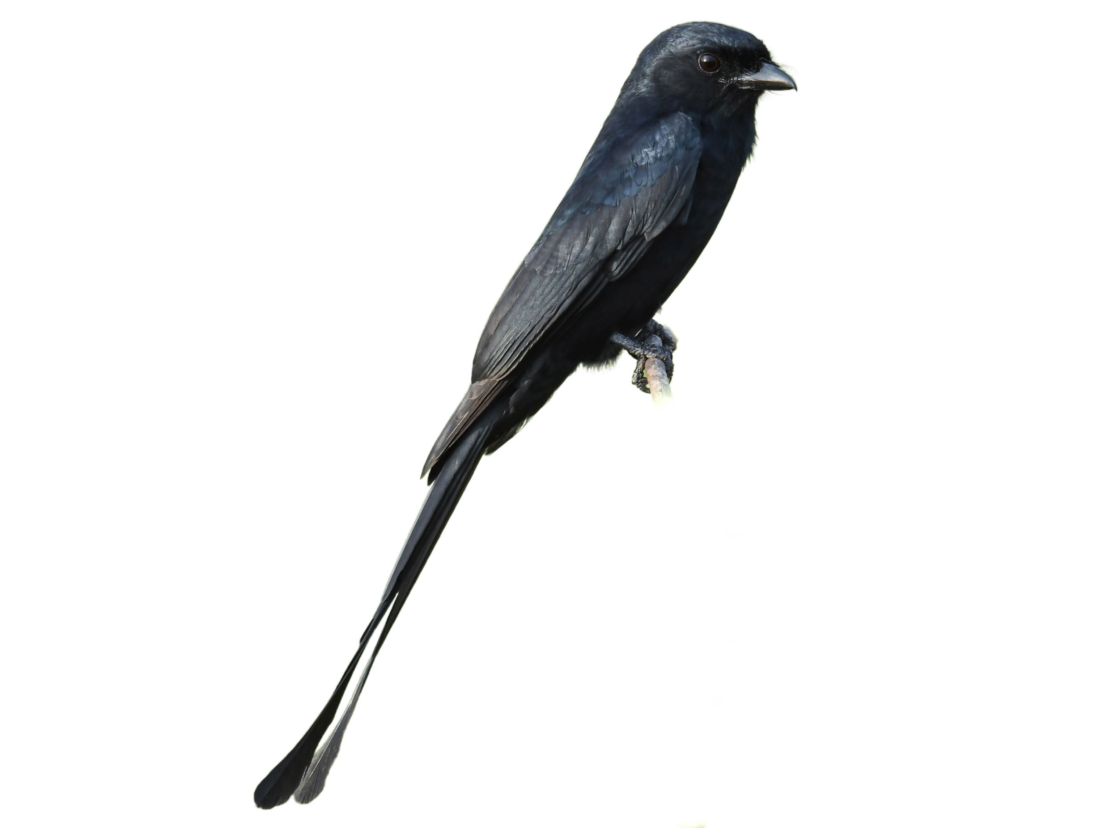 A photo of a Black Drongo (Dicrurus macrocercus)