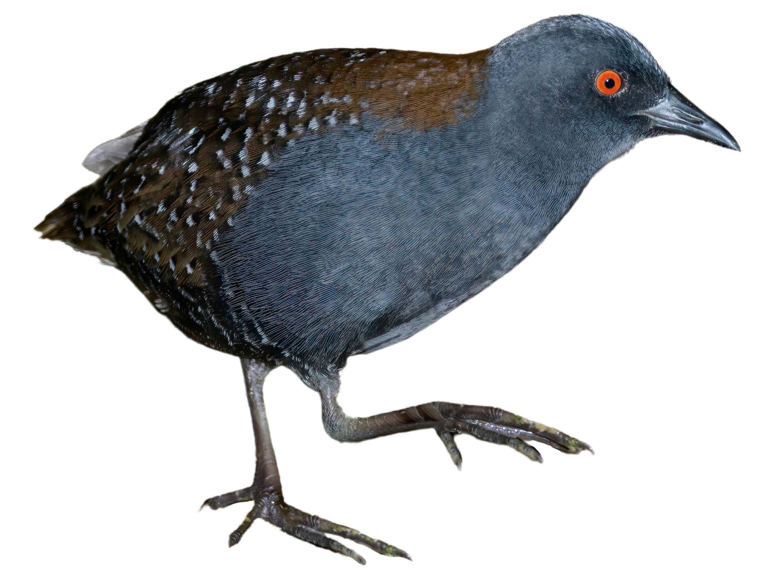 A photo of a Black Rail (Laterallus jamaicensis)