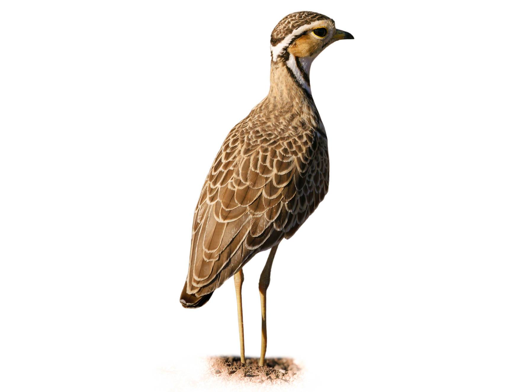 A photo of a Three-banded Courser (Rhinoptilus cinctus)