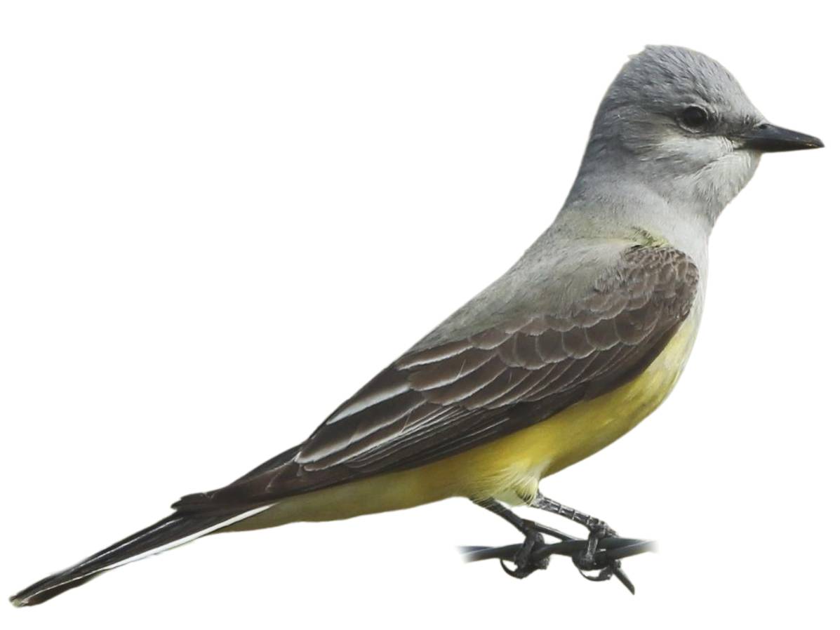 A photo of a Western Kingbird (Tyrannus verticalis)