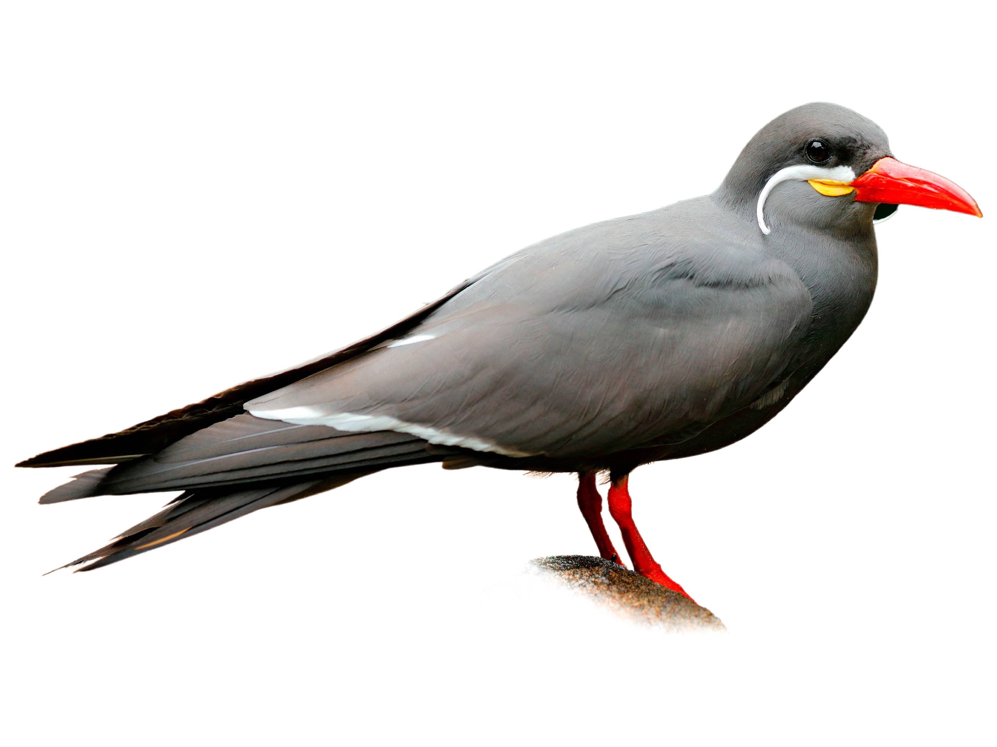 A photo of a Inca Tern (Larosterna inca)