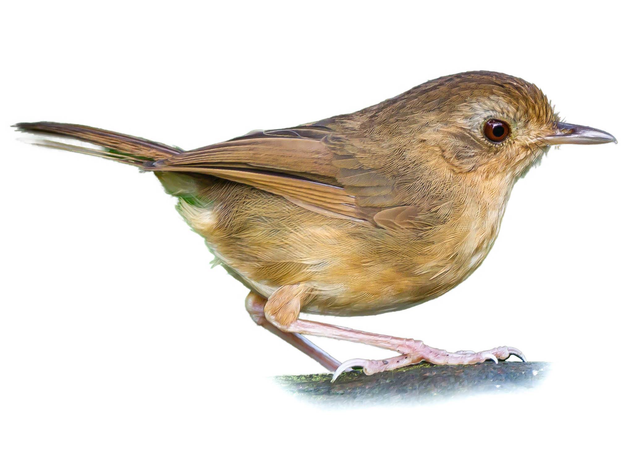 A photo of a Buff-breasted Babbler (Pellorneum tickelli)