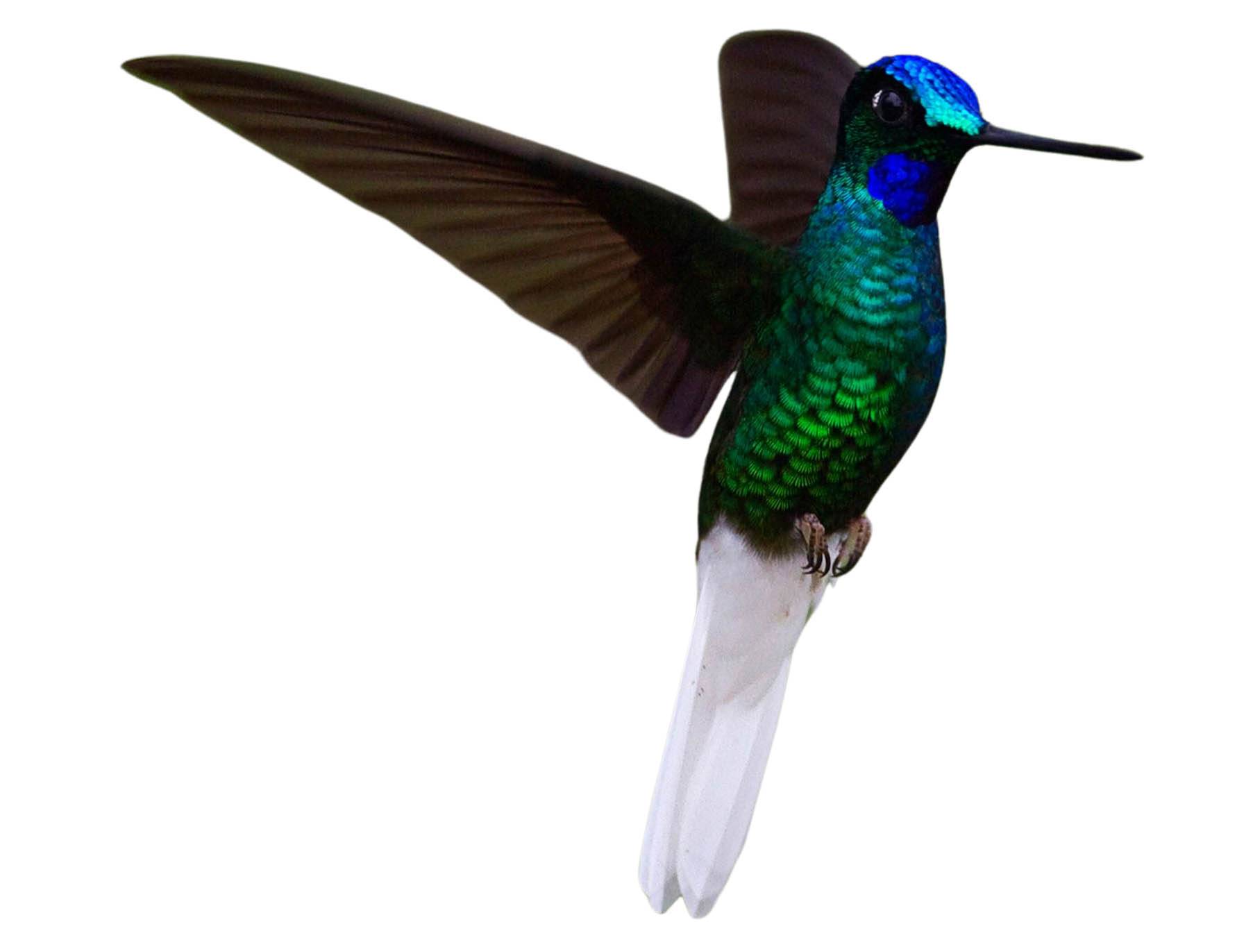 A photo of a White-tailed Starfrontlet (Coeligena phalerata), male