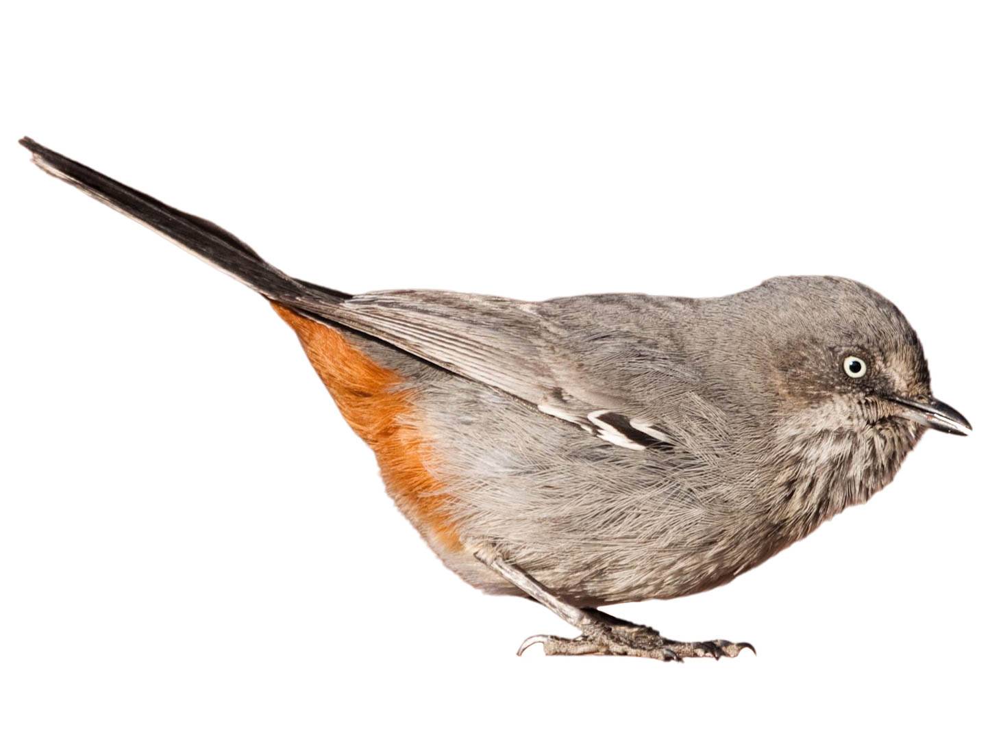 A photo of a Chestnut-vented Warbler (Curruca subcoerulea)