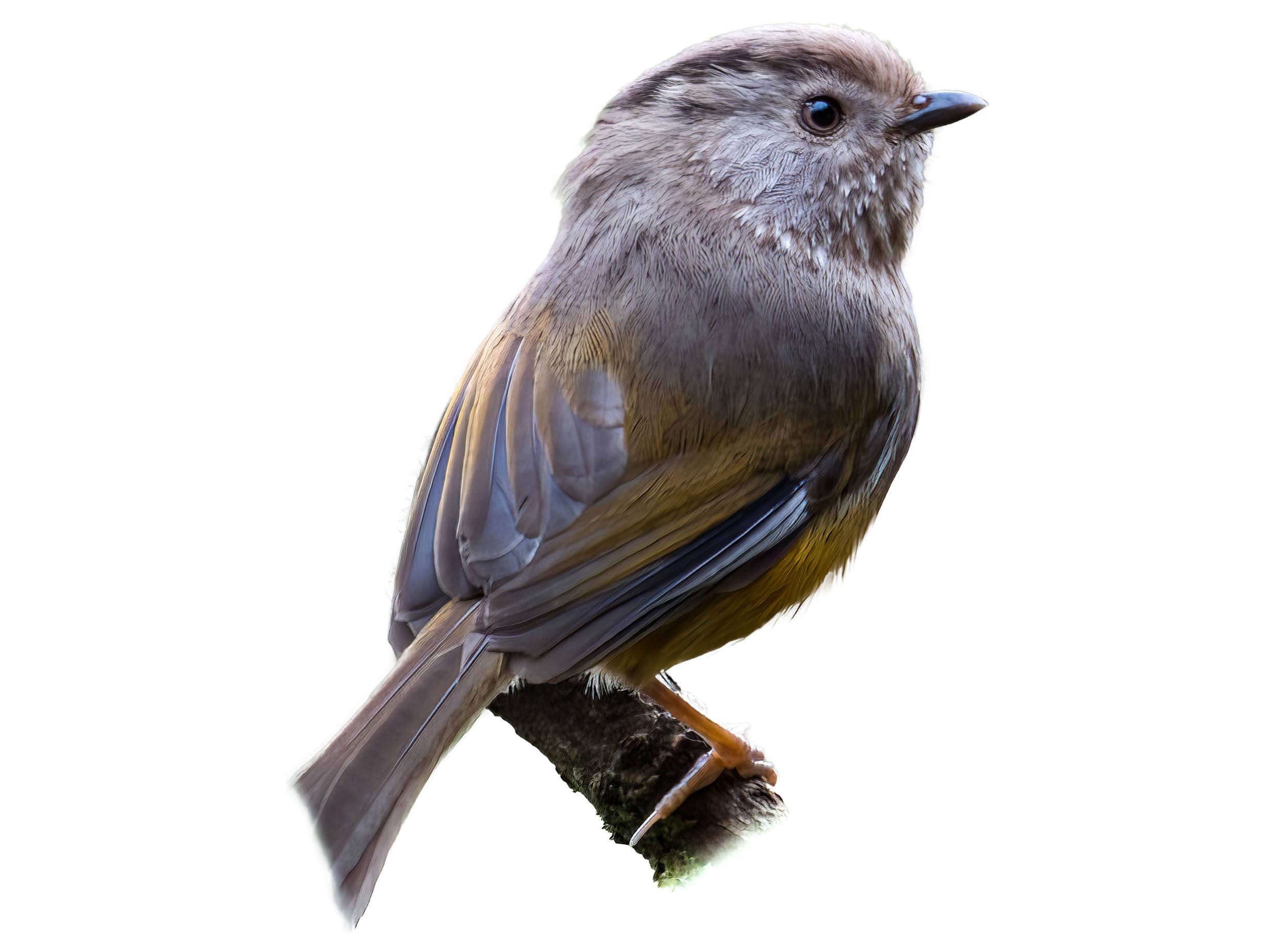 A photo of a Manipur Fulvetta (Fulvetta manipurensis)