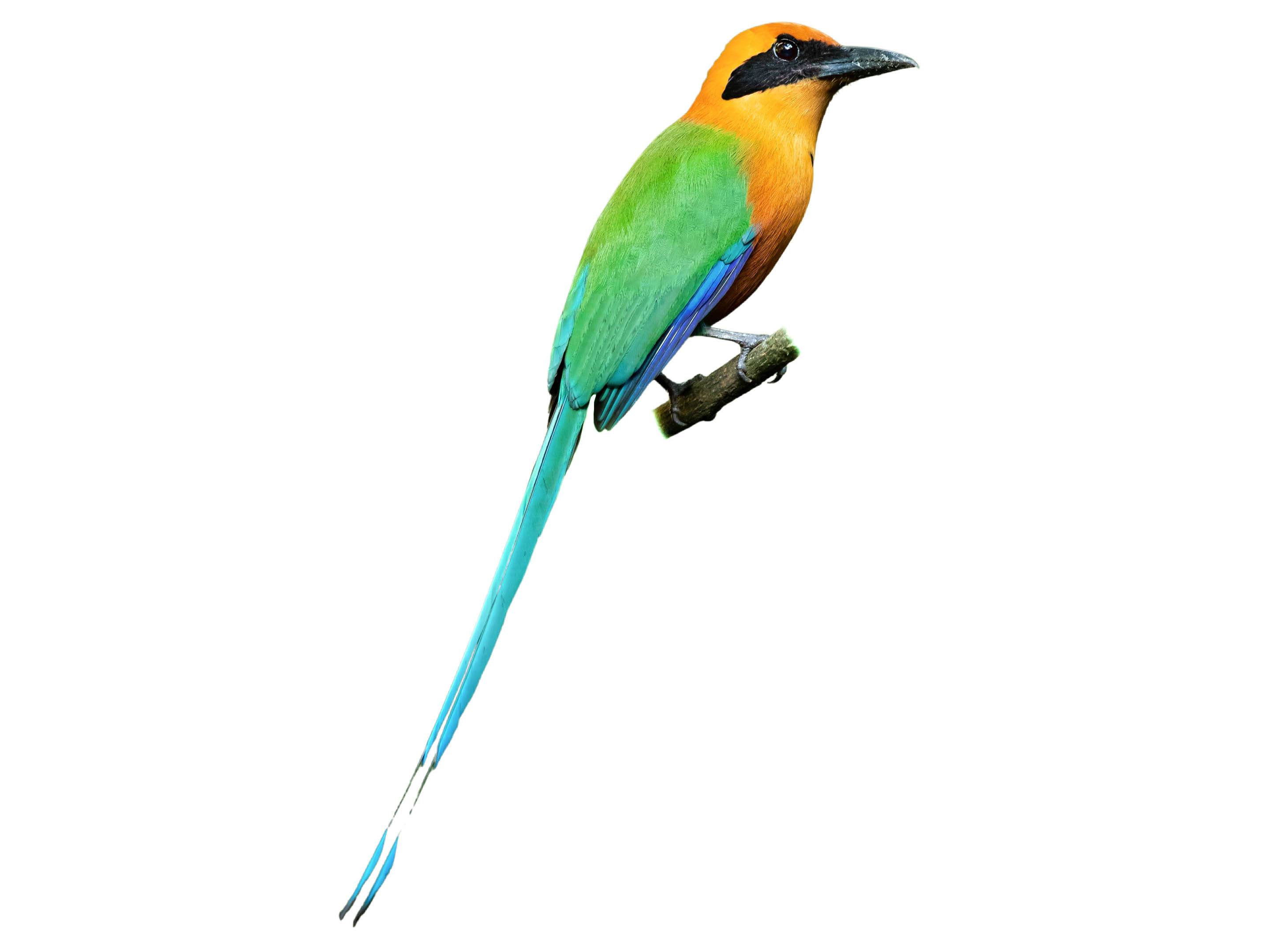 A photo of a Rufous Motmot (Baryphthengus martii)