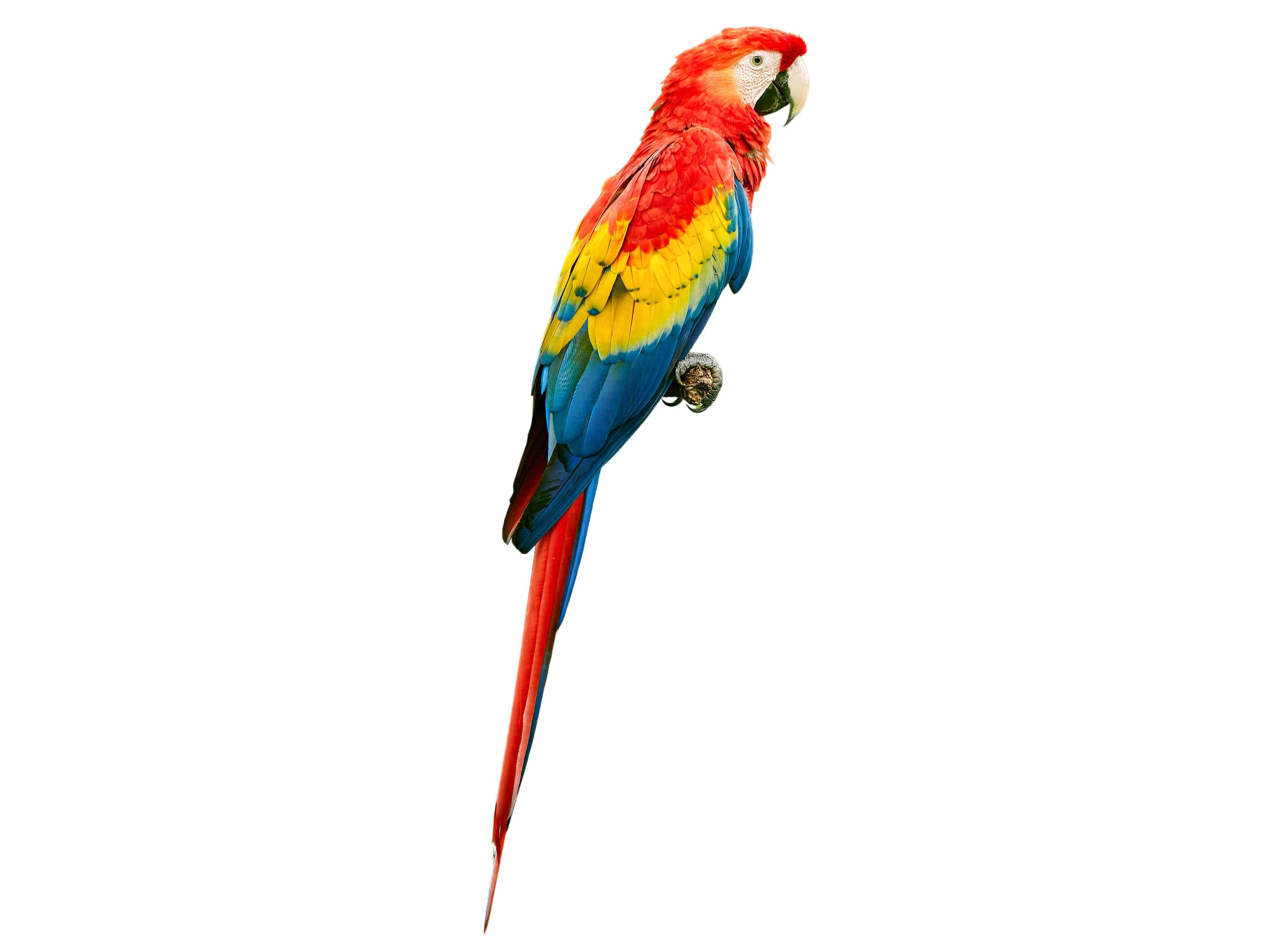 A photo of a Scarlet Macaw (Ara macao)