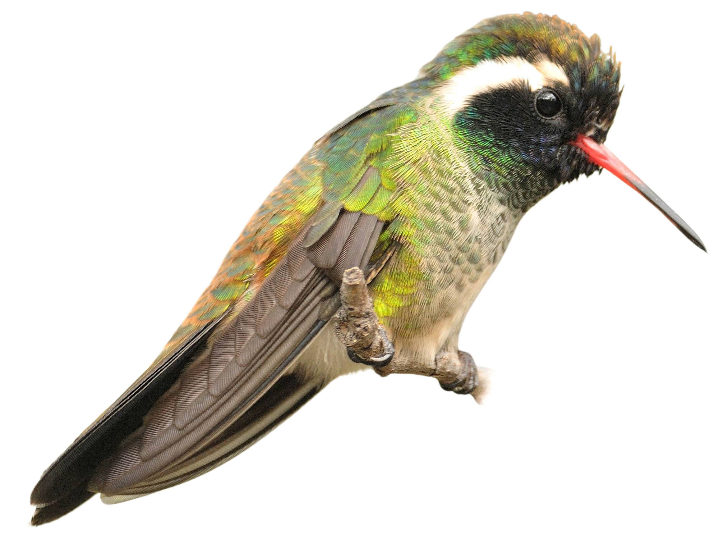 A photo of a White-eared Hummingbird (Basilinna leucotis), male