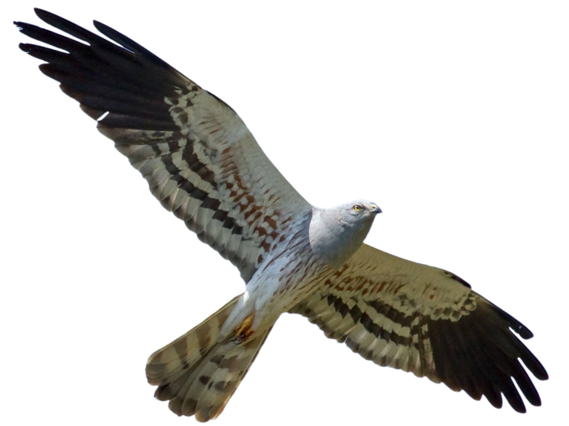 A photo of a Montagu's Harrier (Circus pygargus), male