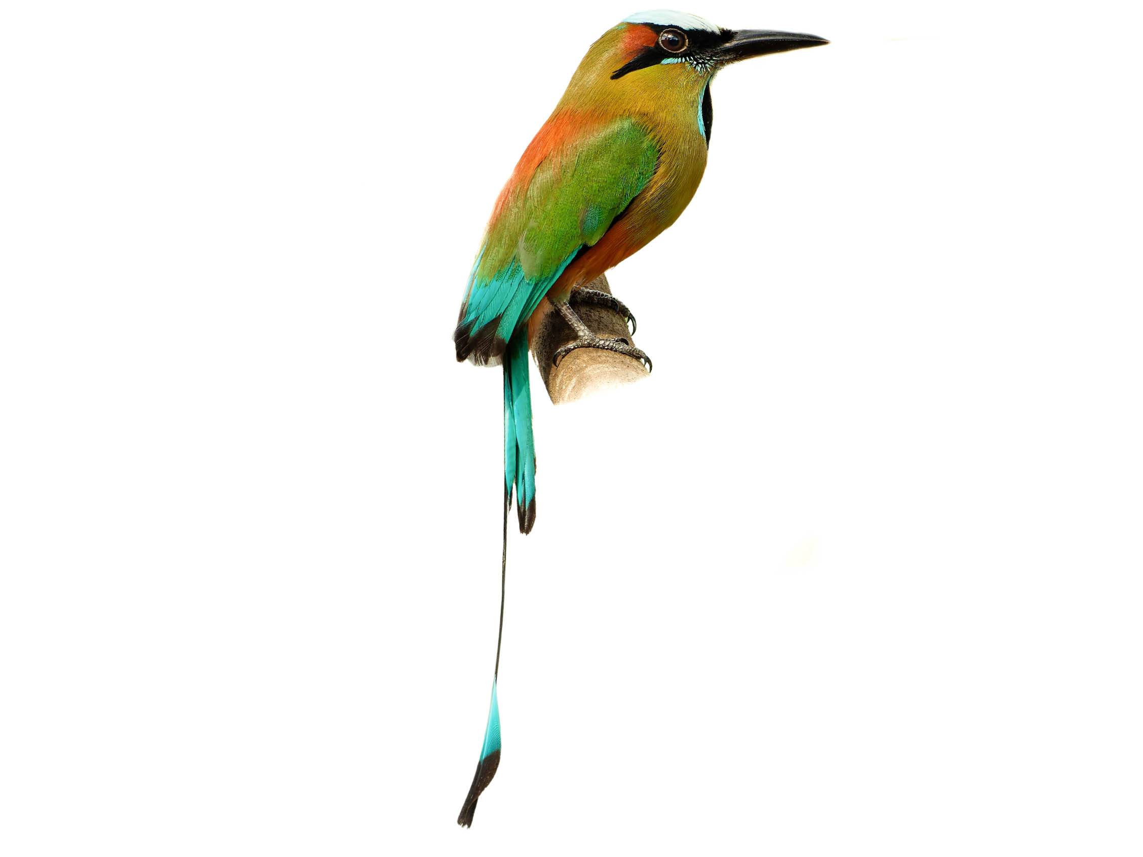 A photo of a Turquoise-browed Motmot (Eumomota superciliosa)