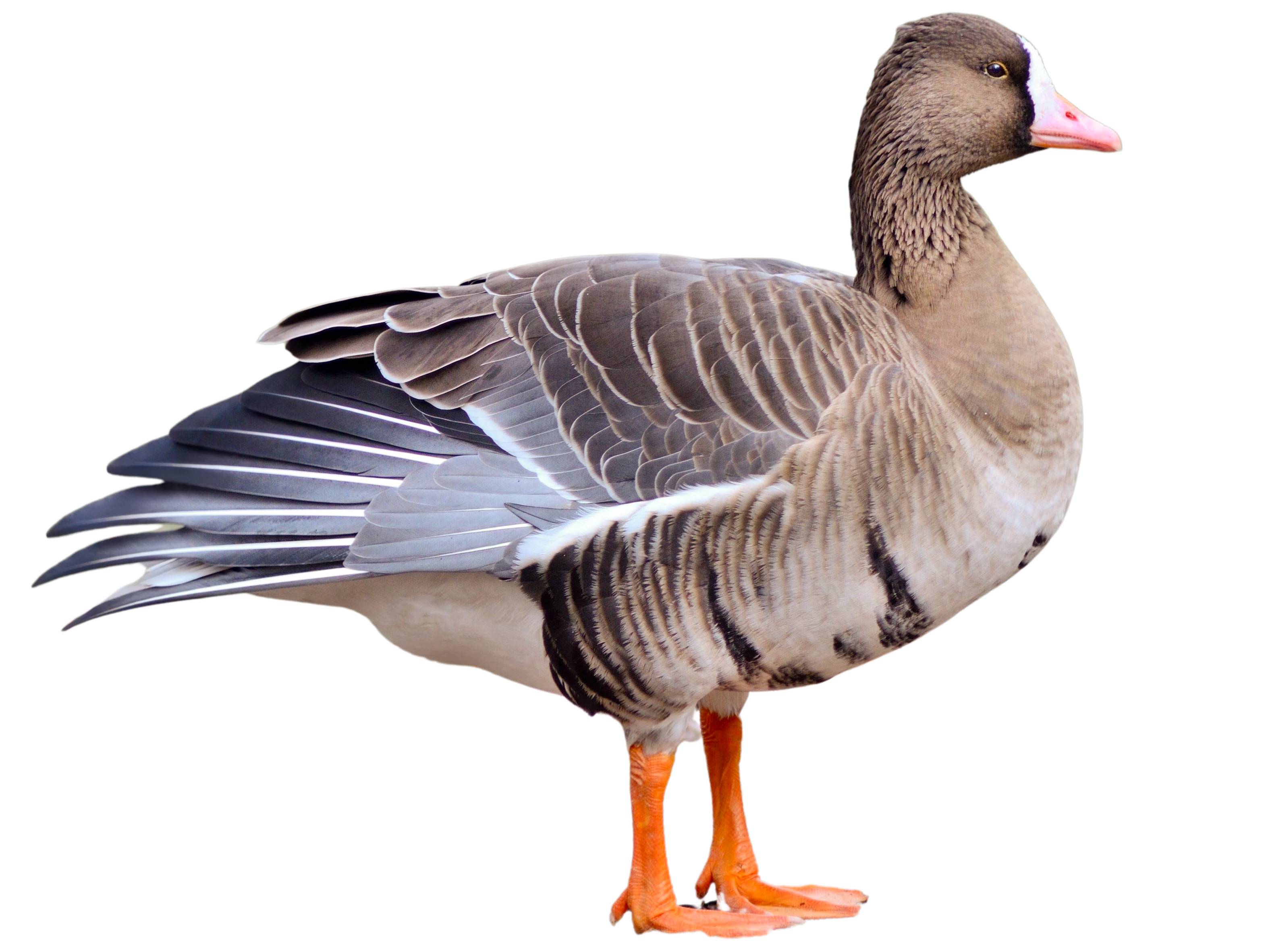 A photo of a Greater White-fronted Goose (Anser albifrons)