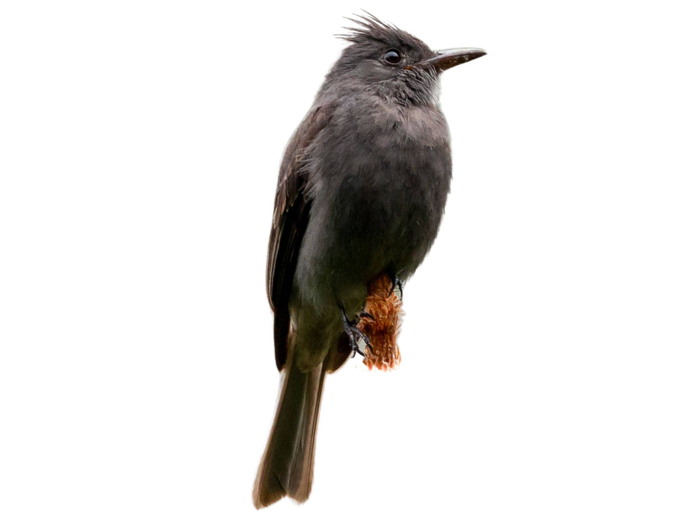 A photo of a Smoke-colored Pewee (Contopus fumigatus)