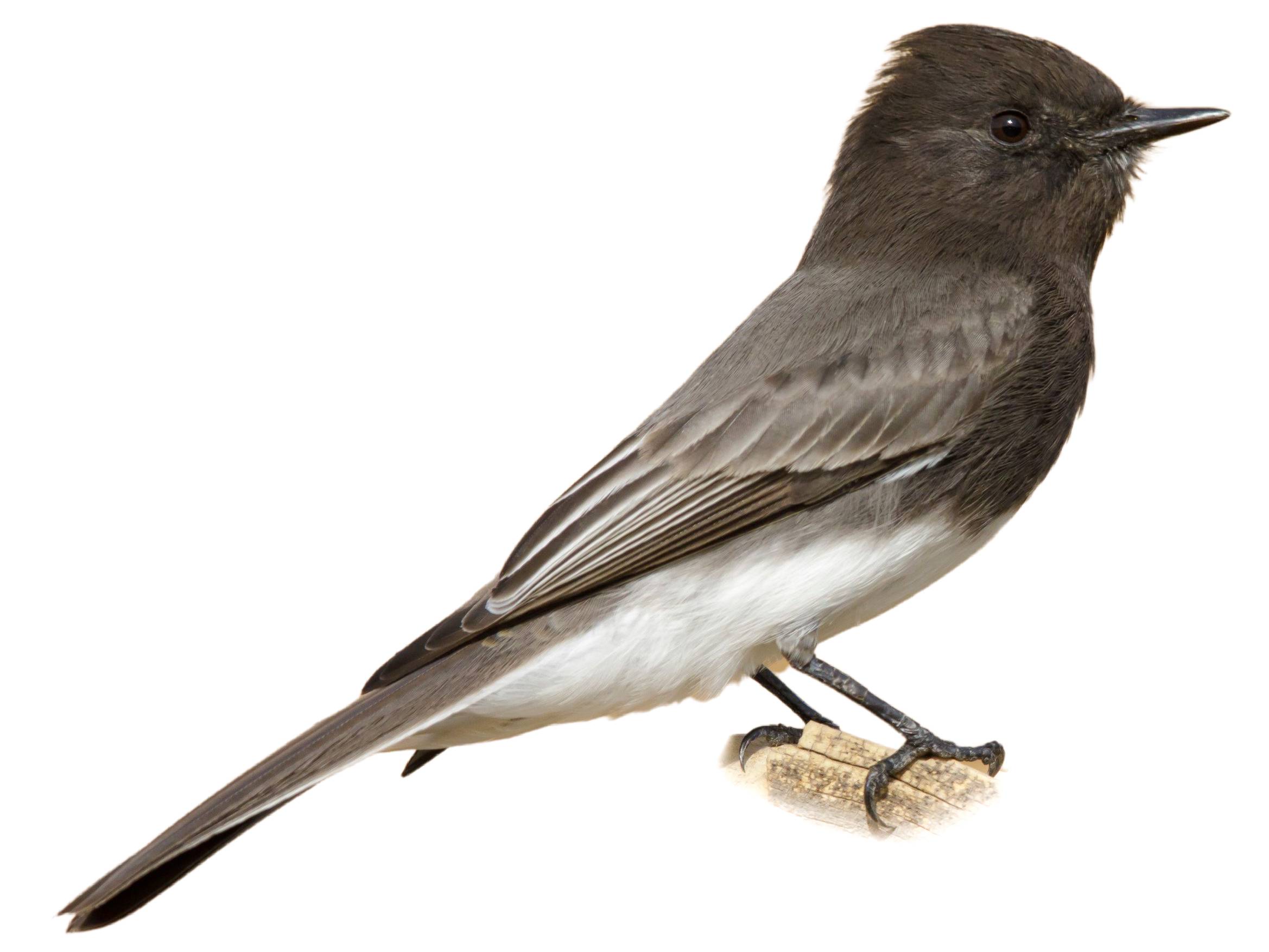 A photo of a Black Phoebe (Sayornis nigricans)