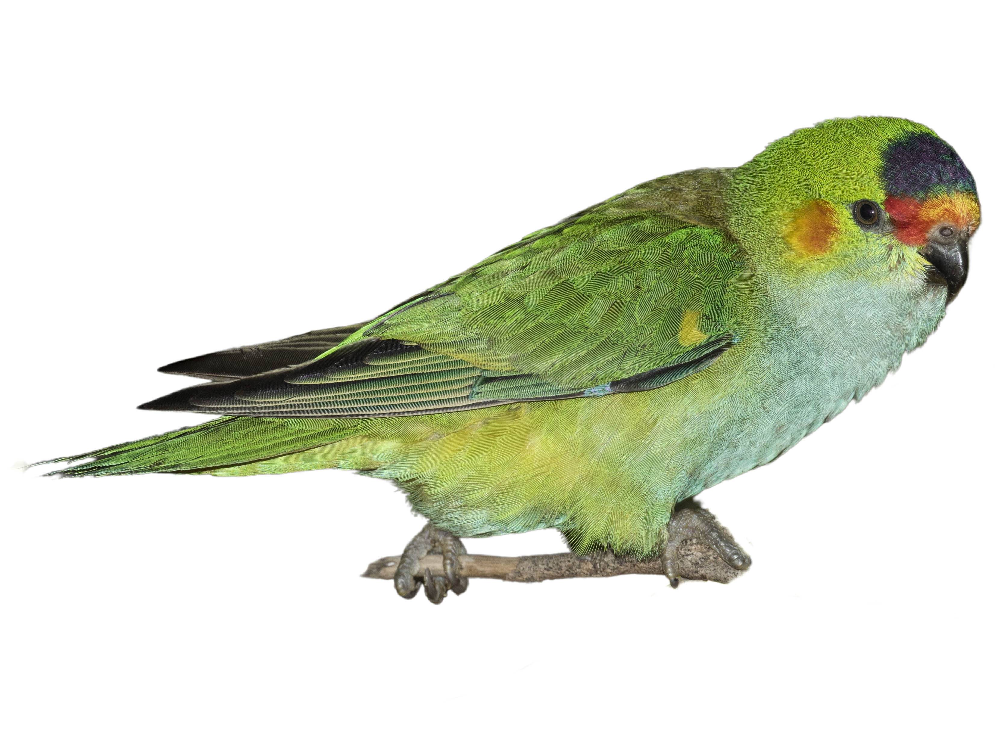 Luv_Parrots18 Purple-crowned Lorikeet (Parvipsitta porphyrocephala