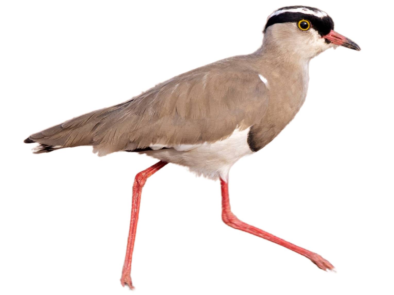A photo of a Crowned Lapwing (Vanellus coronatus)