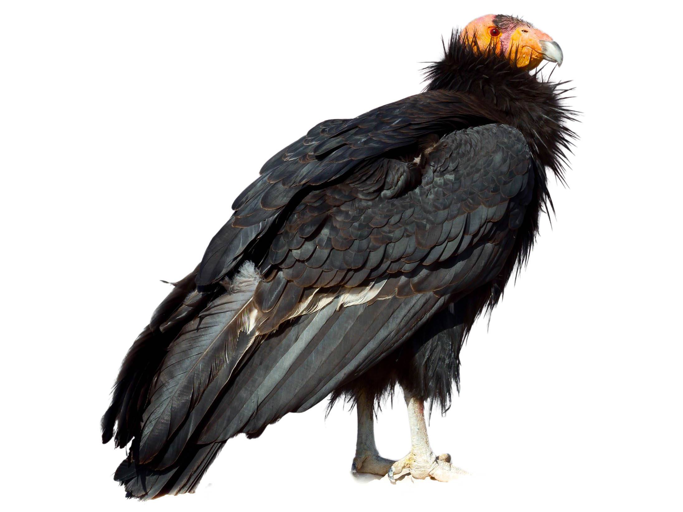 A photo of a California Condor (Gymnogyps californianus)