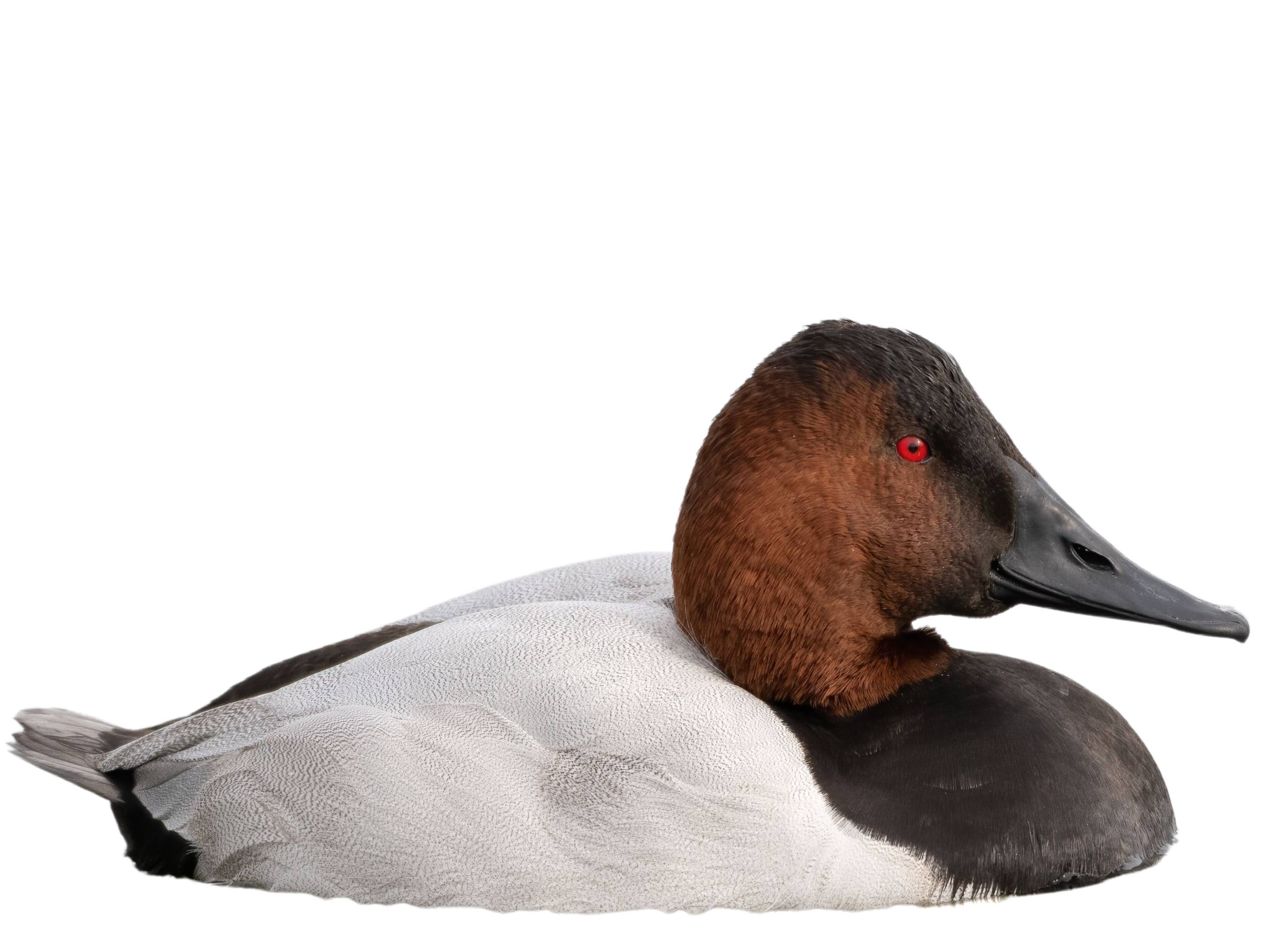 A photo of a Canvasback (Aythya valisineria), male