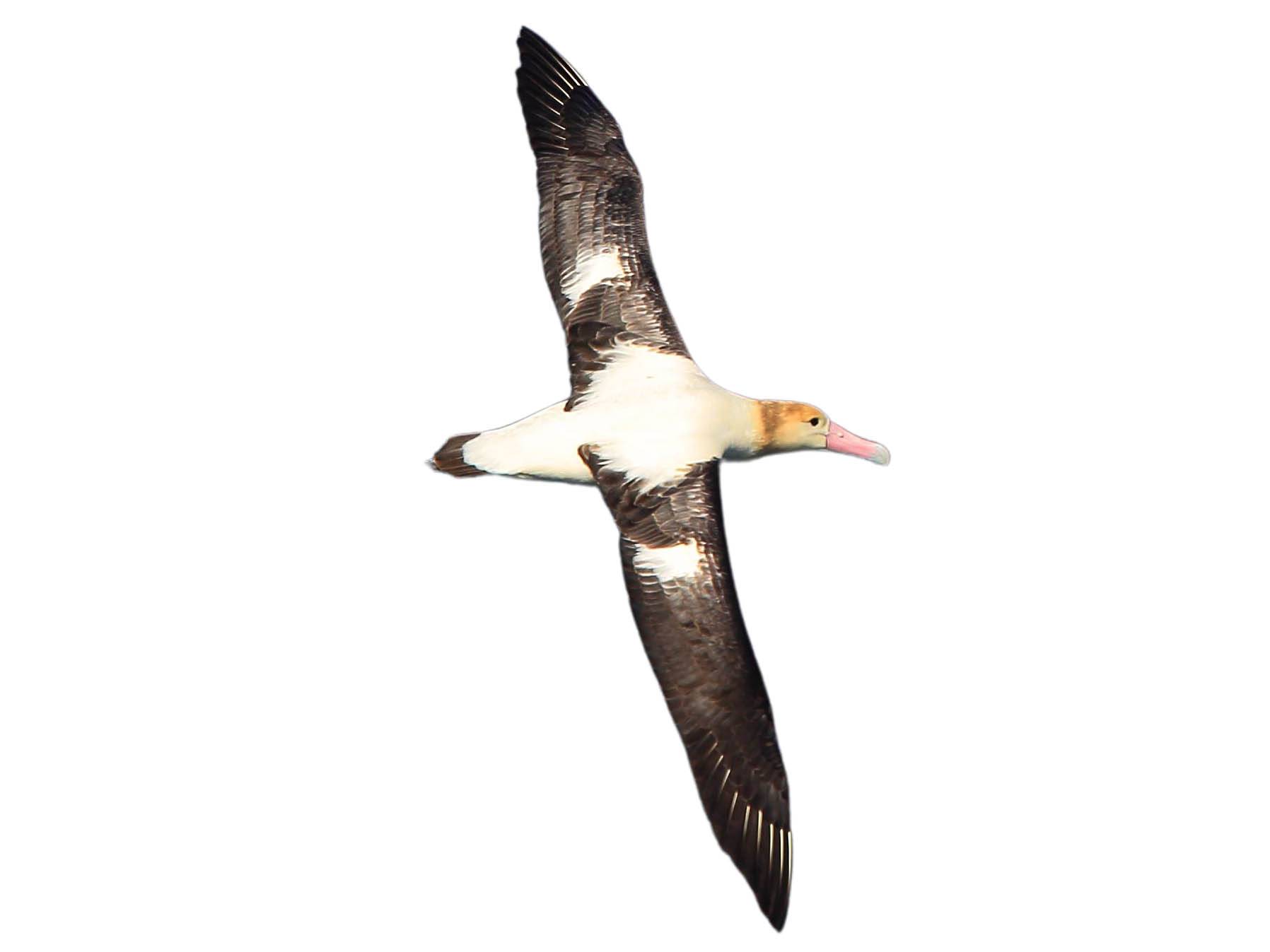 A photo of a Short-tailed Albatross (Phoebastria albatrus)