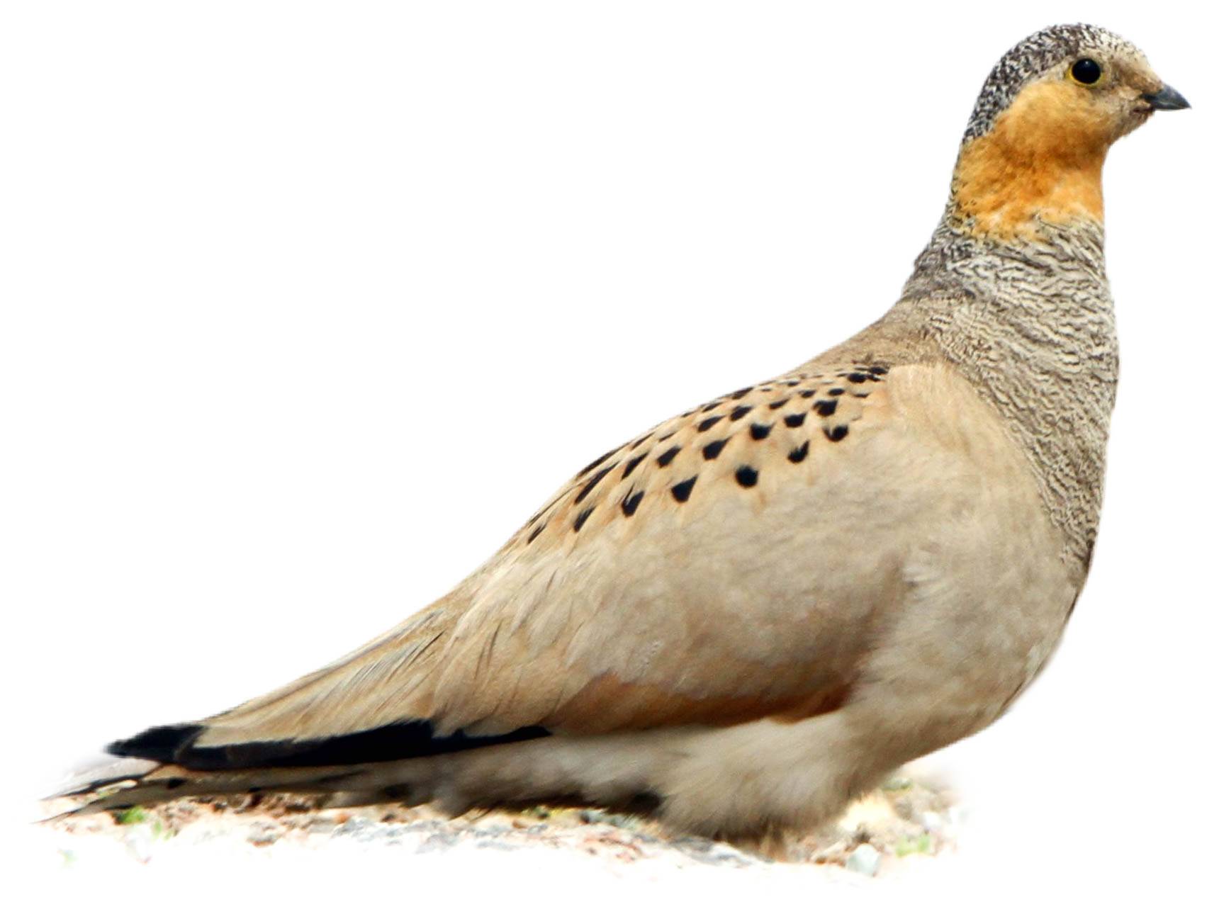 A photo of a Tibetan Sandgrouse (Syrrhaptes tibetanus)