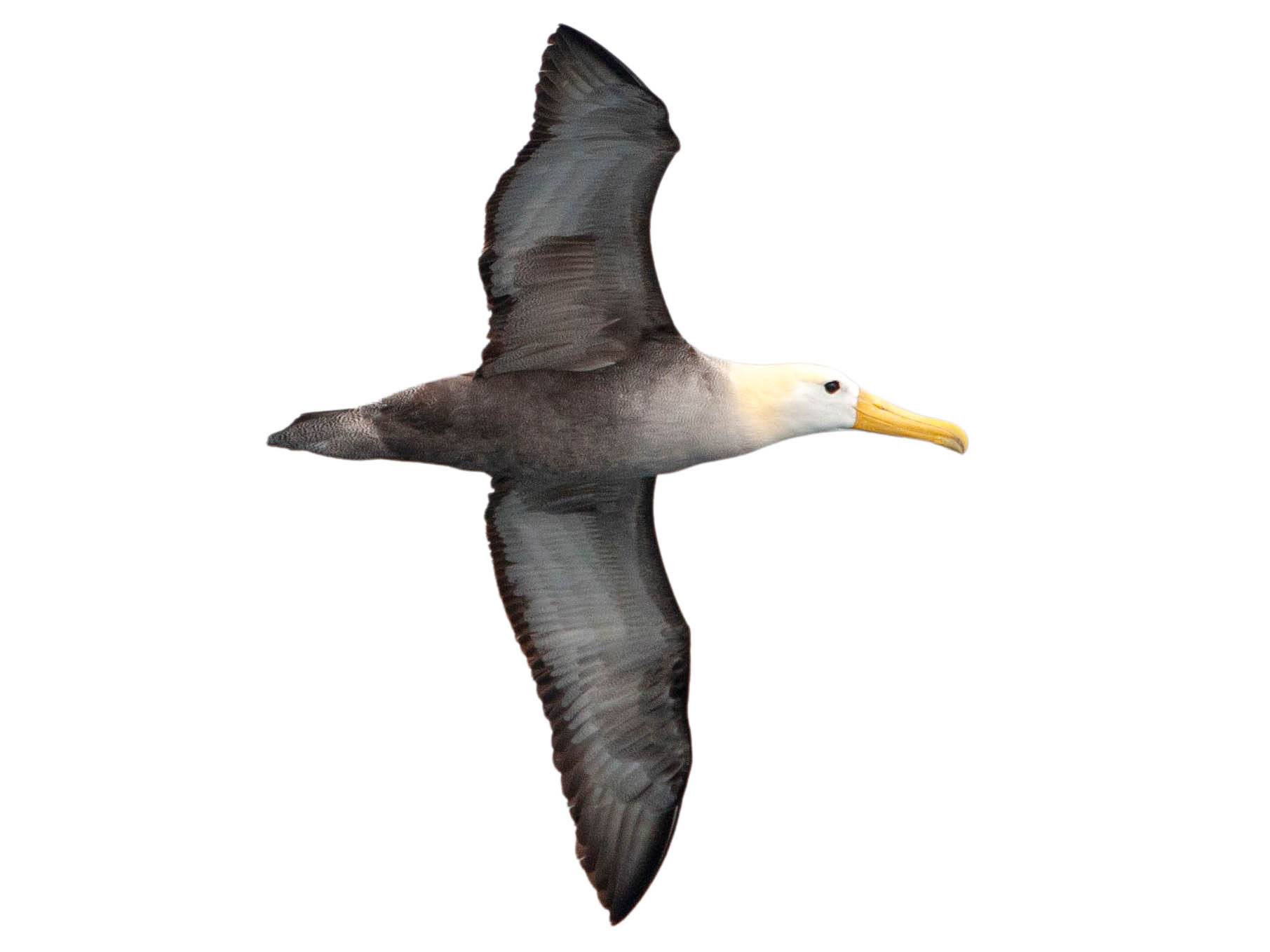 A photo of a Waved Albatross (Phoebastria irrorata)