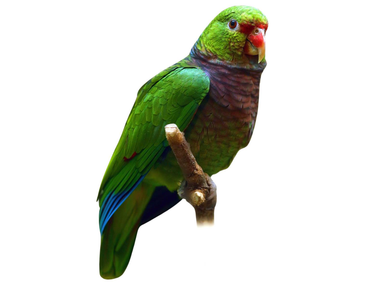 A photo of a Vinaceous-breasted Amazon (Amazona vinacea)