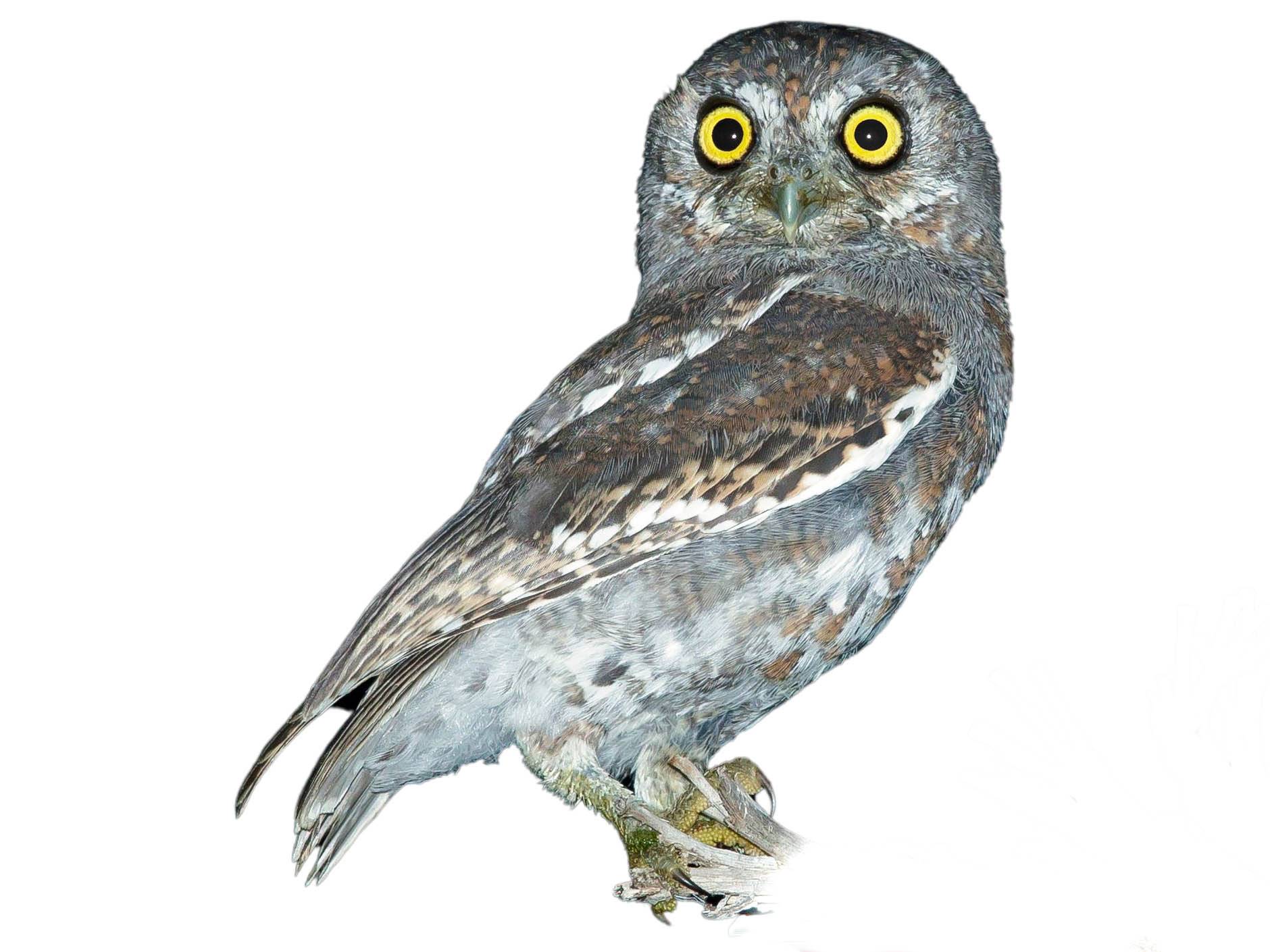 A photo of a Elf Owl (Micrathene whitneyi)