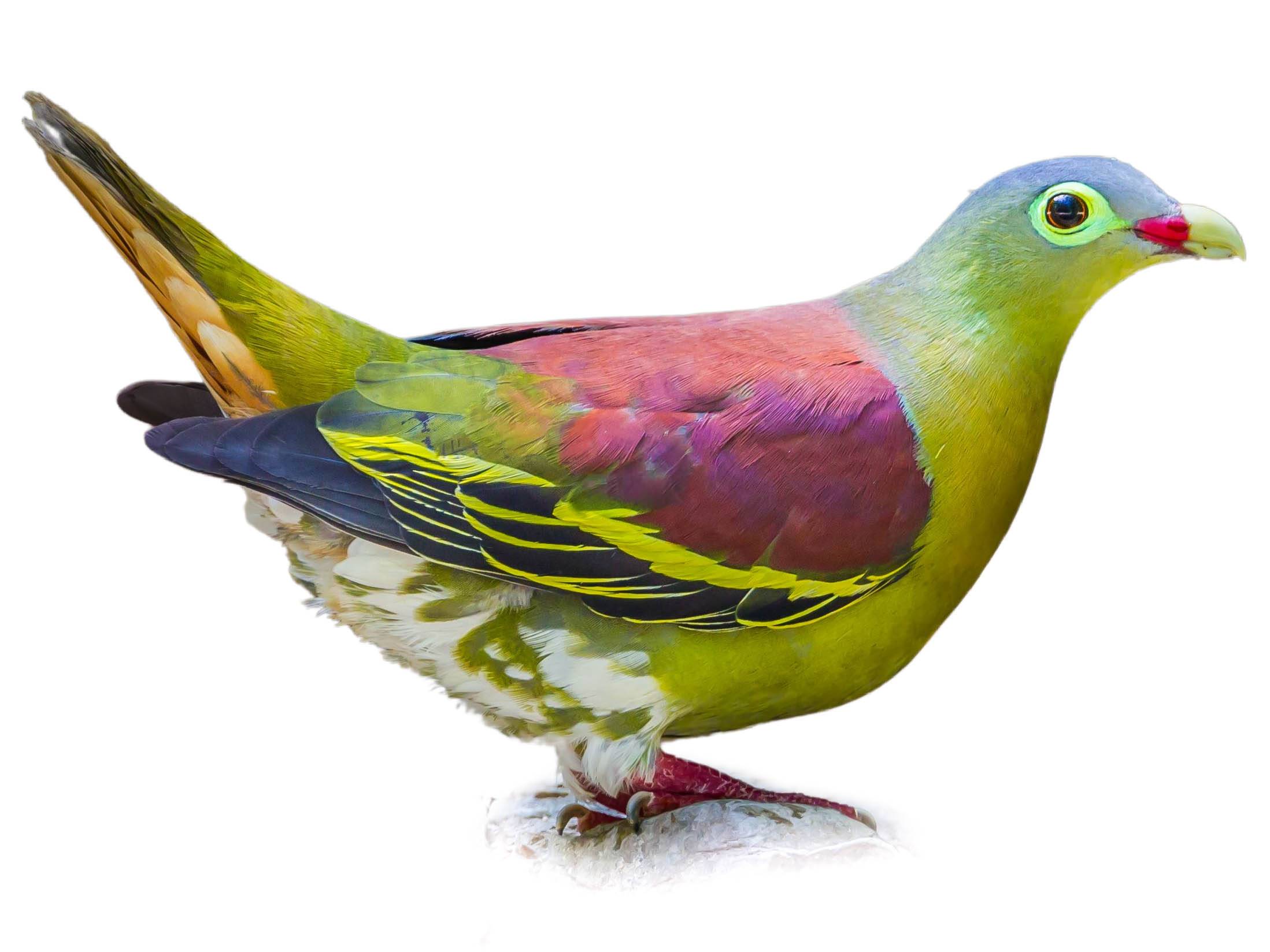 A photo of a Thick-billed Green Pigeon (Treron curvirostra)