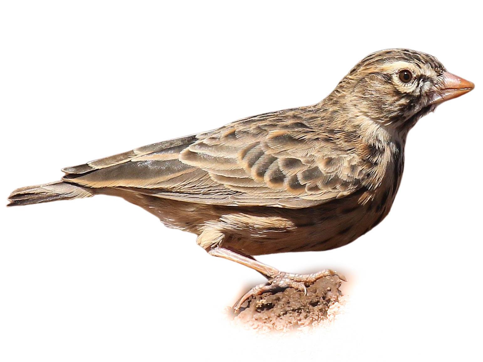 A photo of a Pink-billed Lark (Spizocorys conirostris)