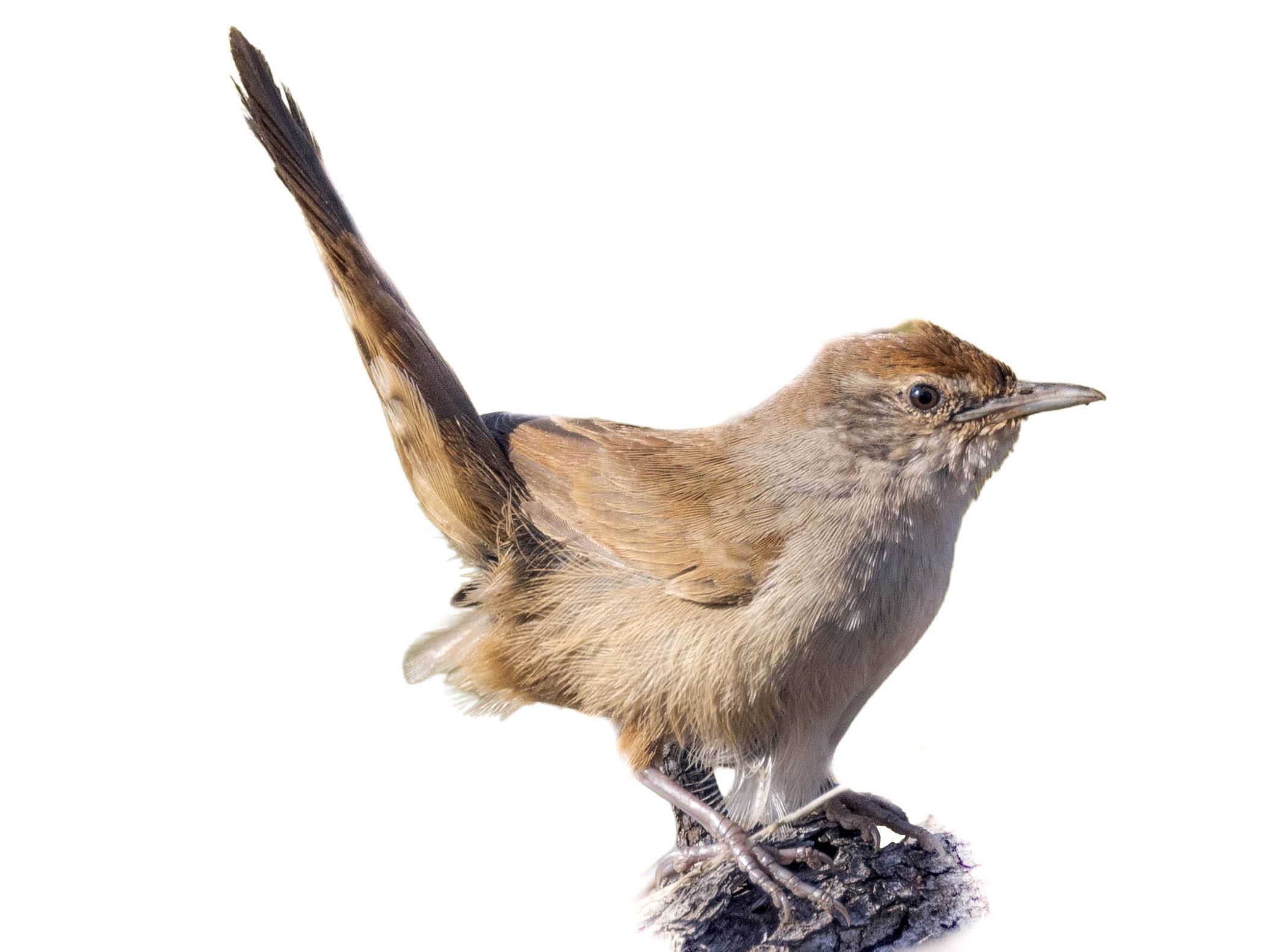 A photo of a Spinifexbird (Poodytes carteri)