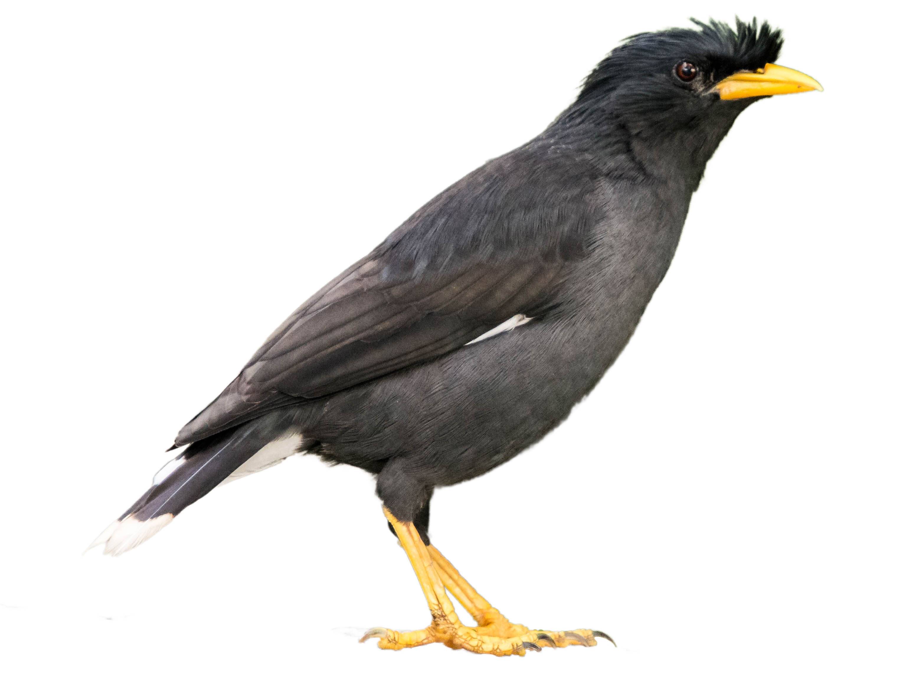 A photo of a Great Myna (Acridotheres grandis)