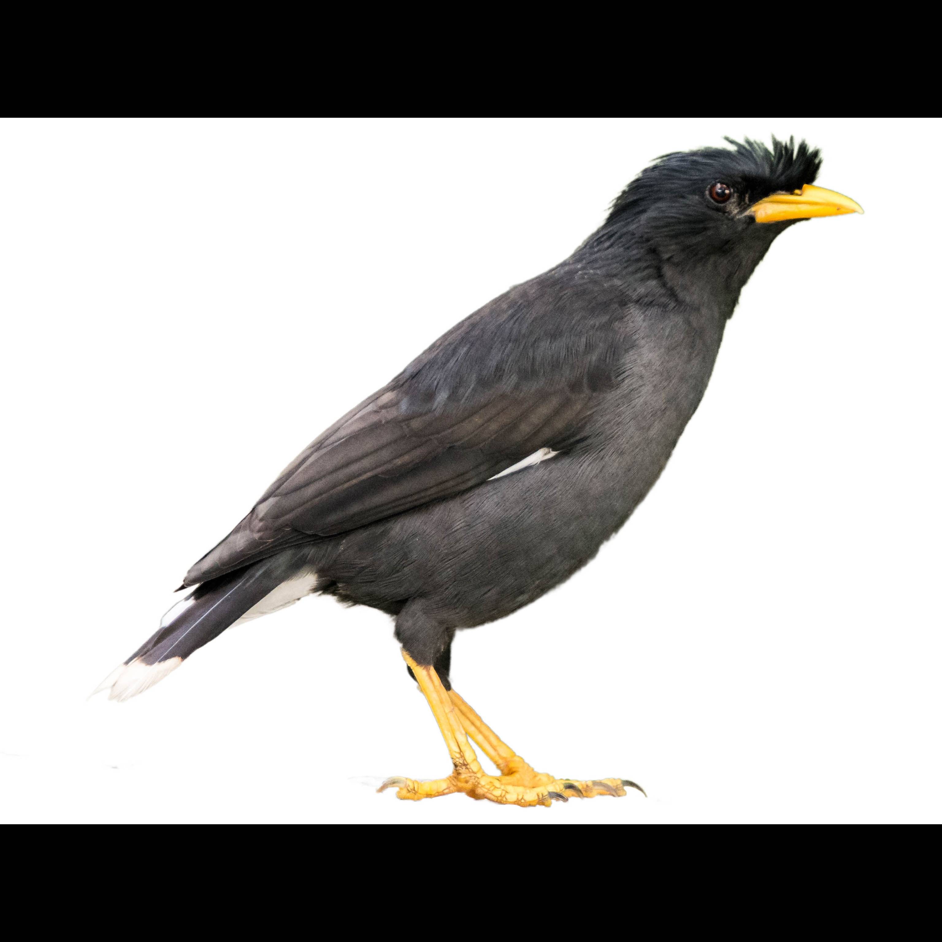 Colossal Myna Great Myna (Acridotheres grandis) identification - Birda