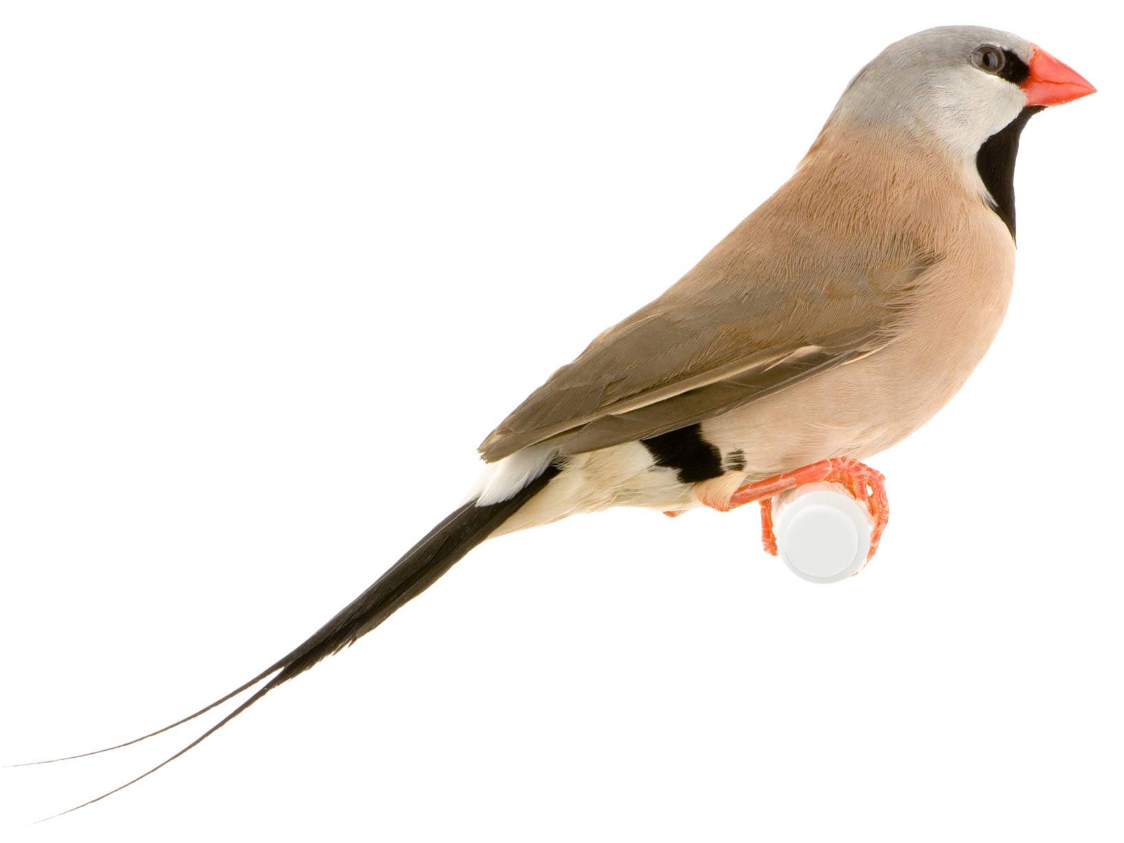 A photo of a Long-tailed Finch (Poephila acuticauda)