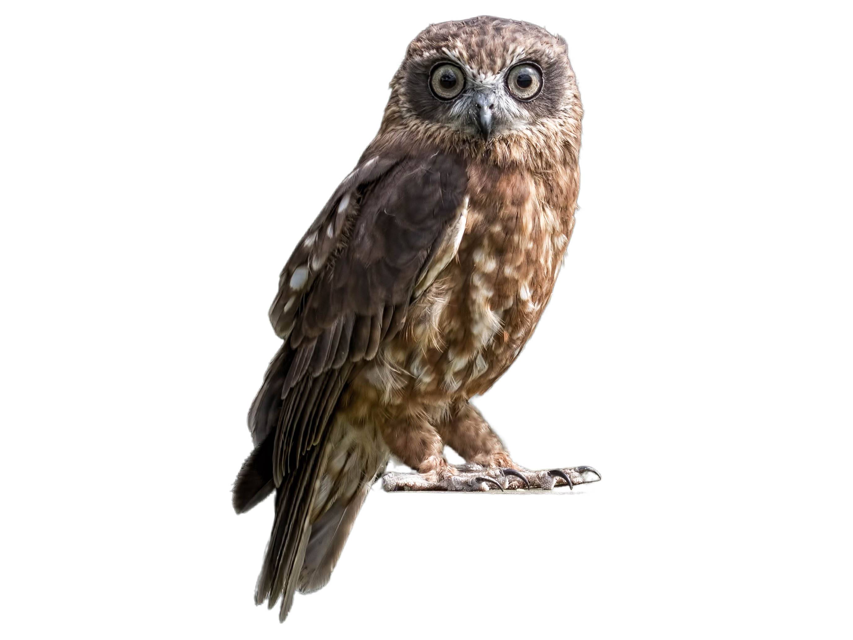 A photo of a Australian Boobook (Ninox boobook)