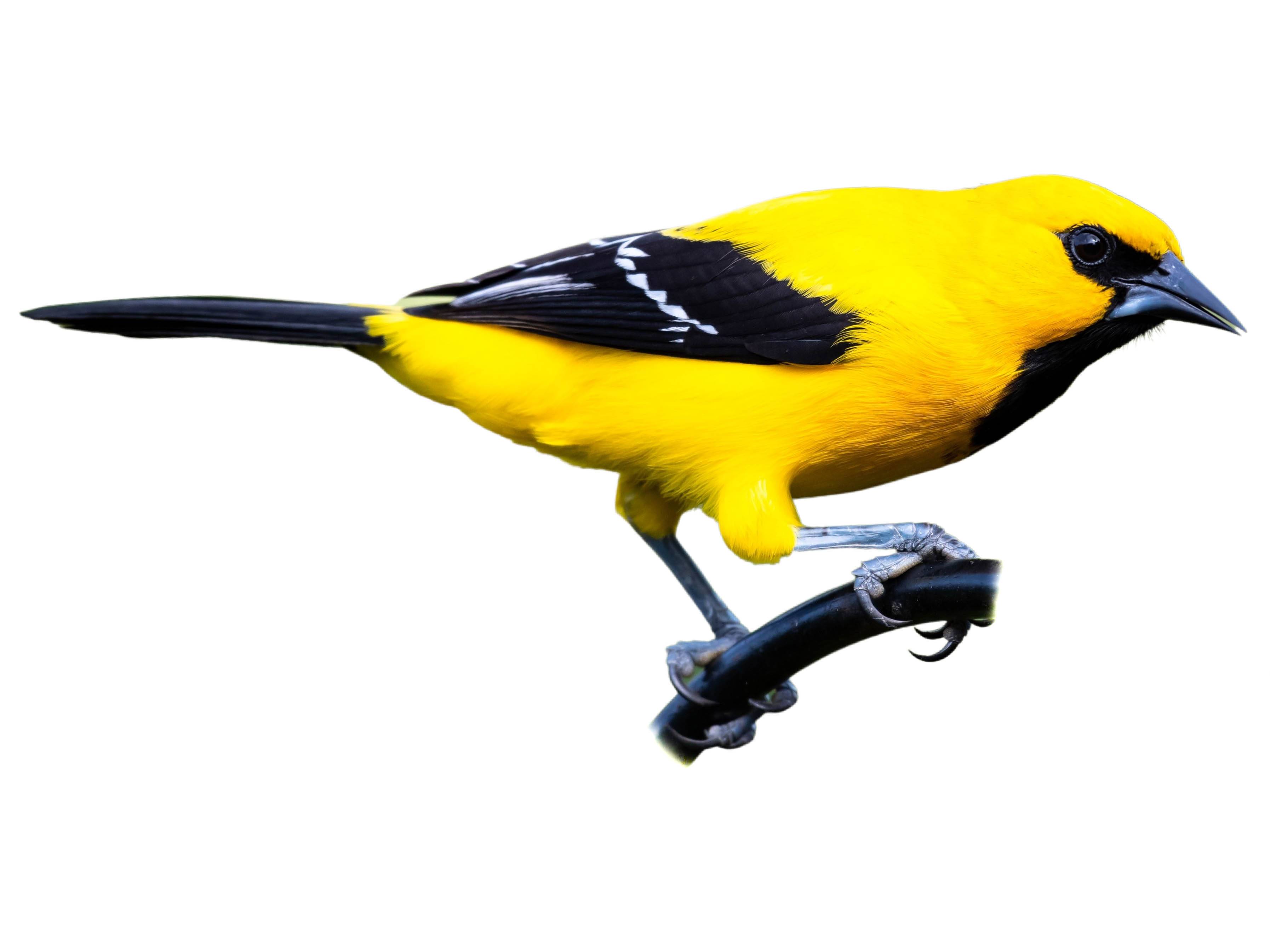 A photo of a Yellow Oriole (Icterus nigrogularis)