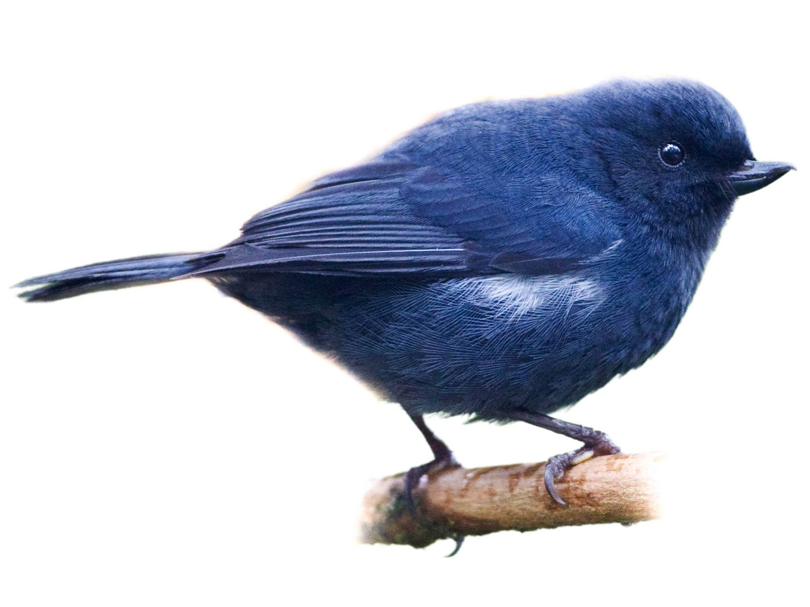 A photo of a White-sided Flowerpiercer (Diglossa albilatera), male