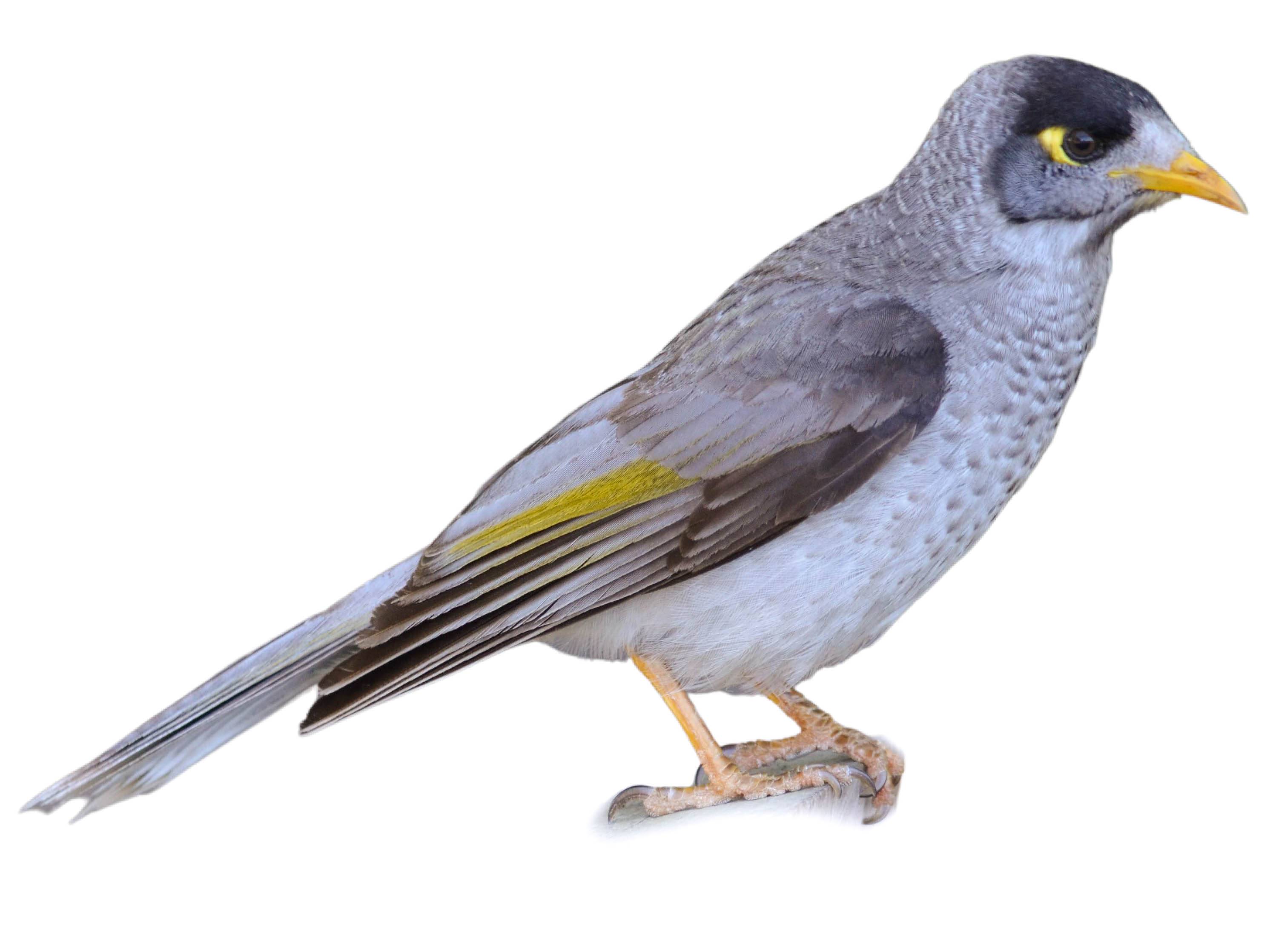 A photo of a Noisy Miner (Manorina melanocephala)