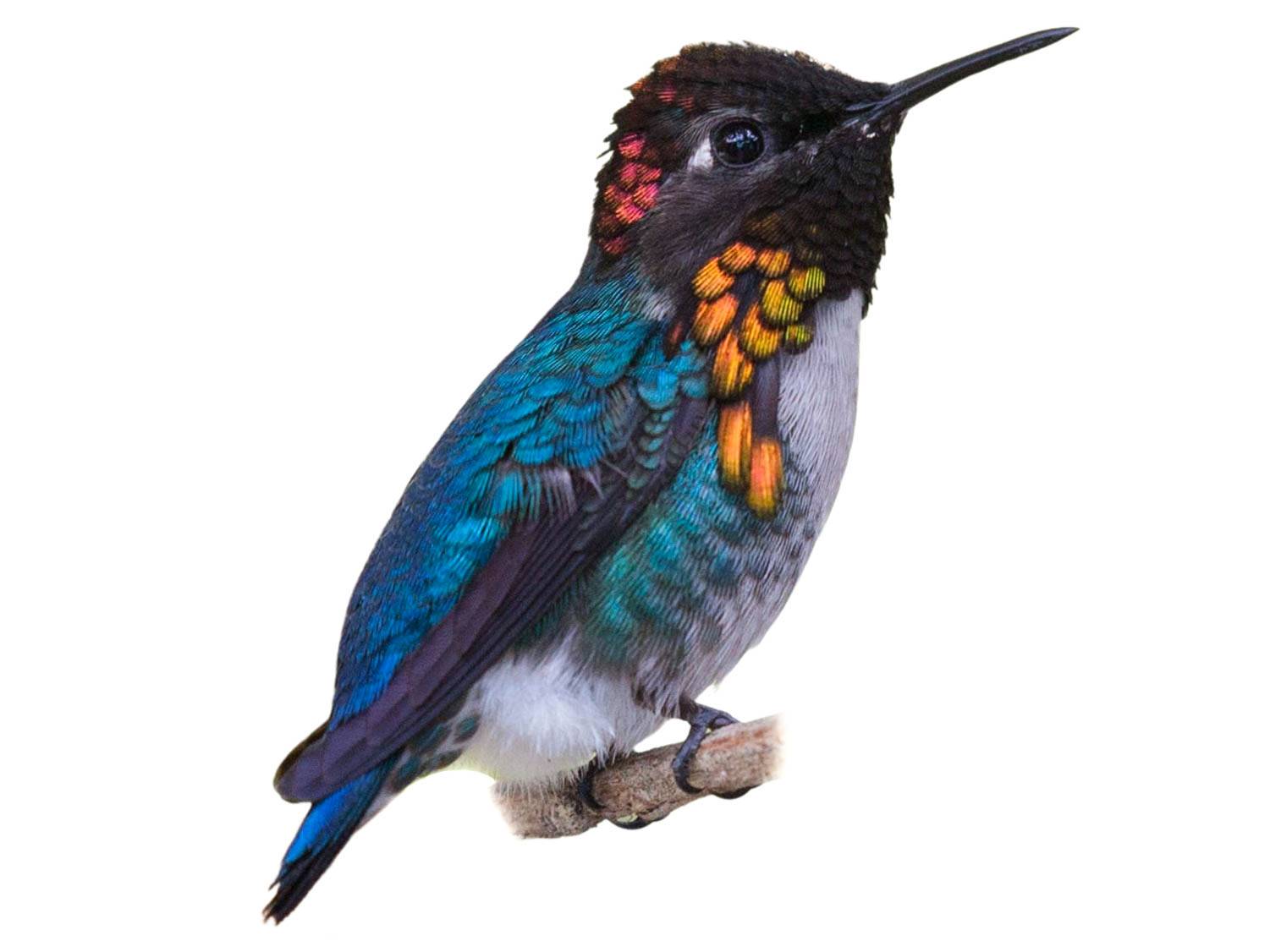 A photo of a Bee Hummingbird (Mellisuga helenae), male