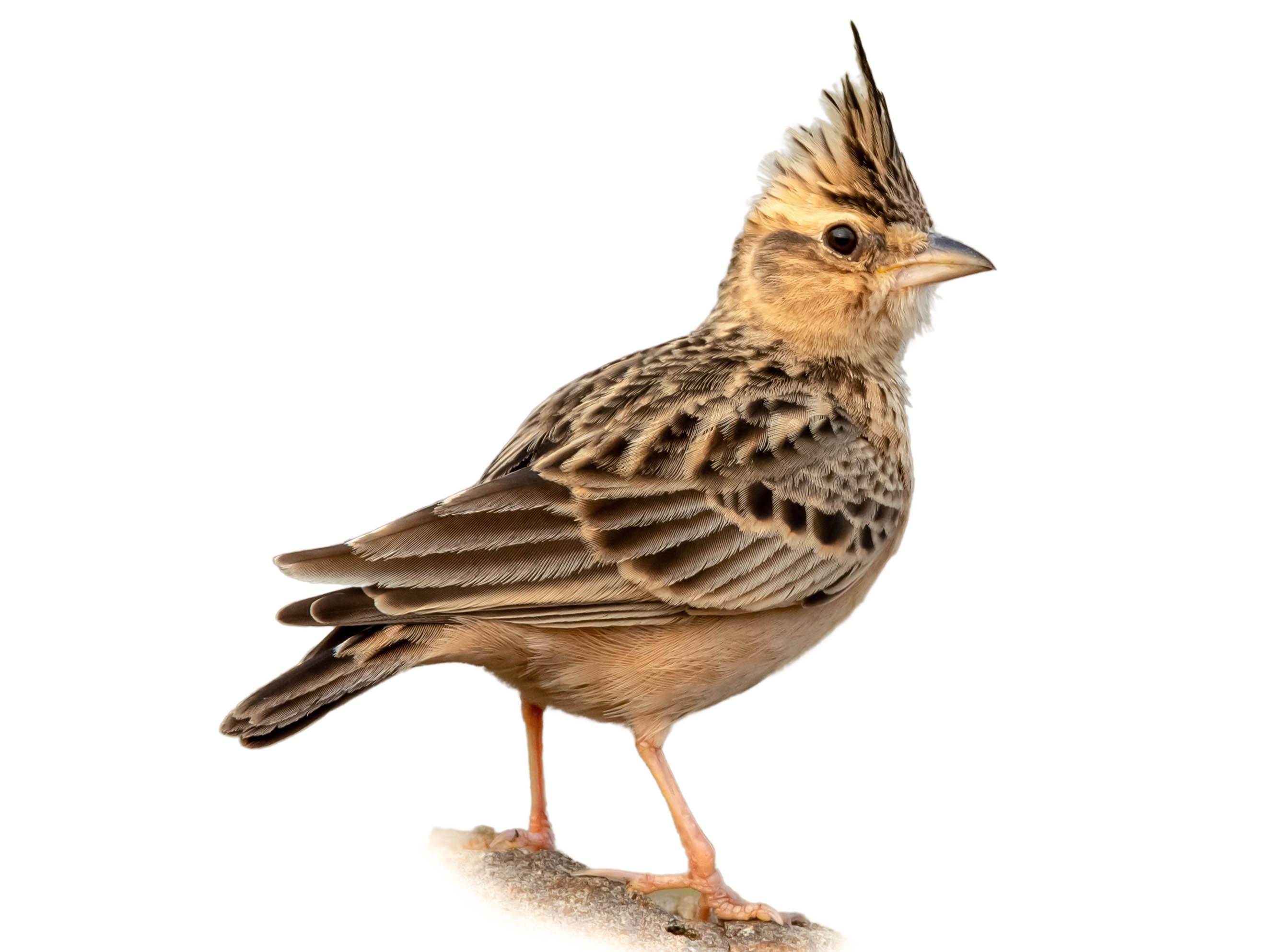 A photo of a Sykes's Lark (Galerida deva)